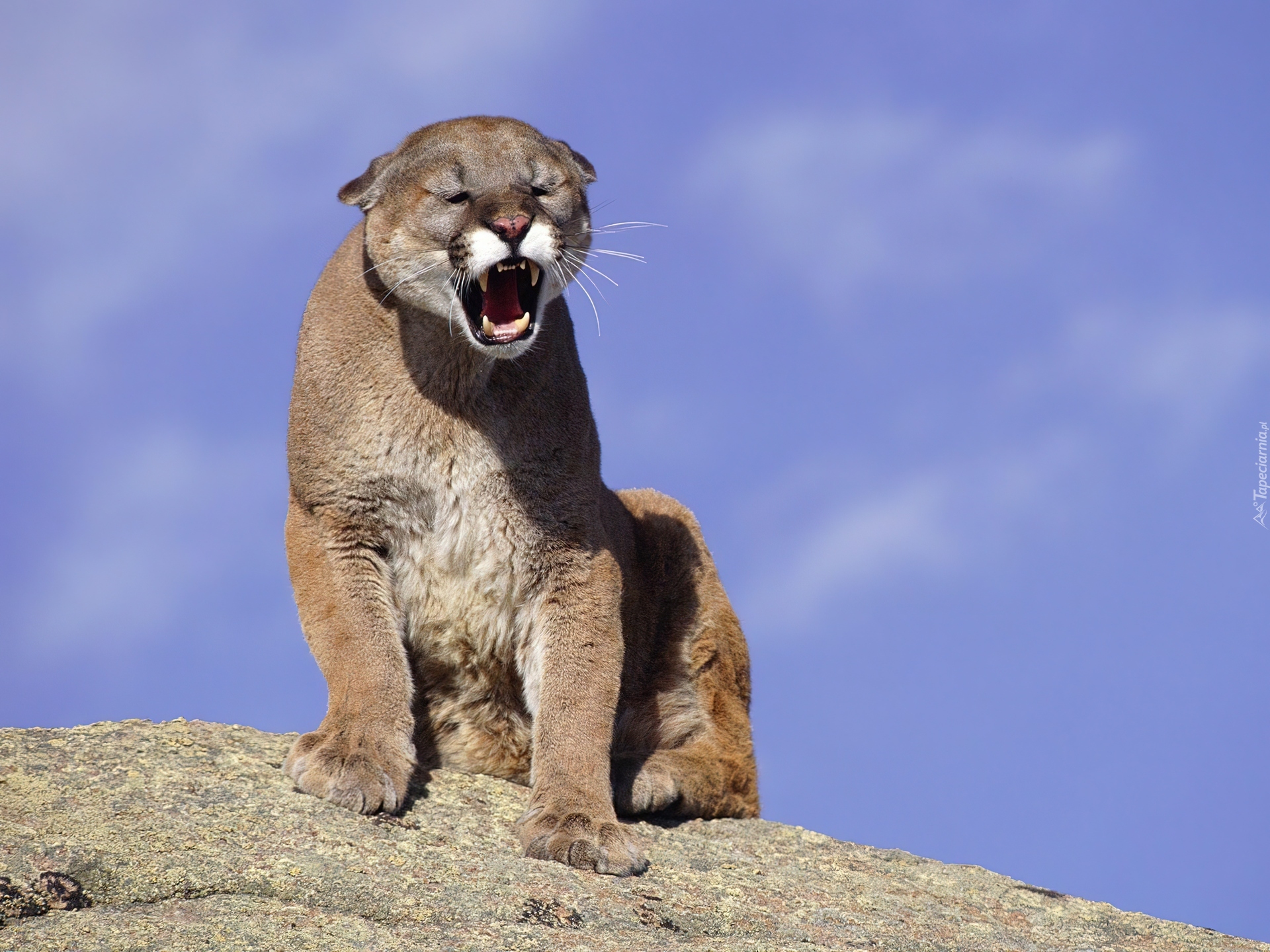 Blonde cougar. Пума горный Лев. Пума Южная Америка. Пума Северная Америка. Пума (Puma concolor):.