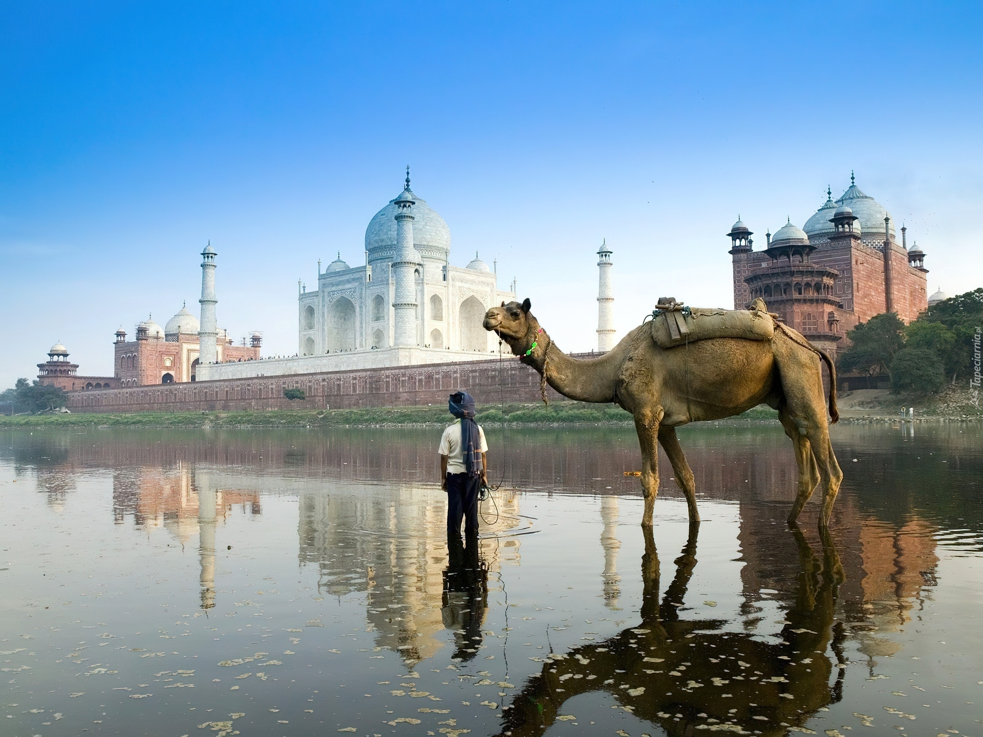 Wielbłąd, Agra, Indie
