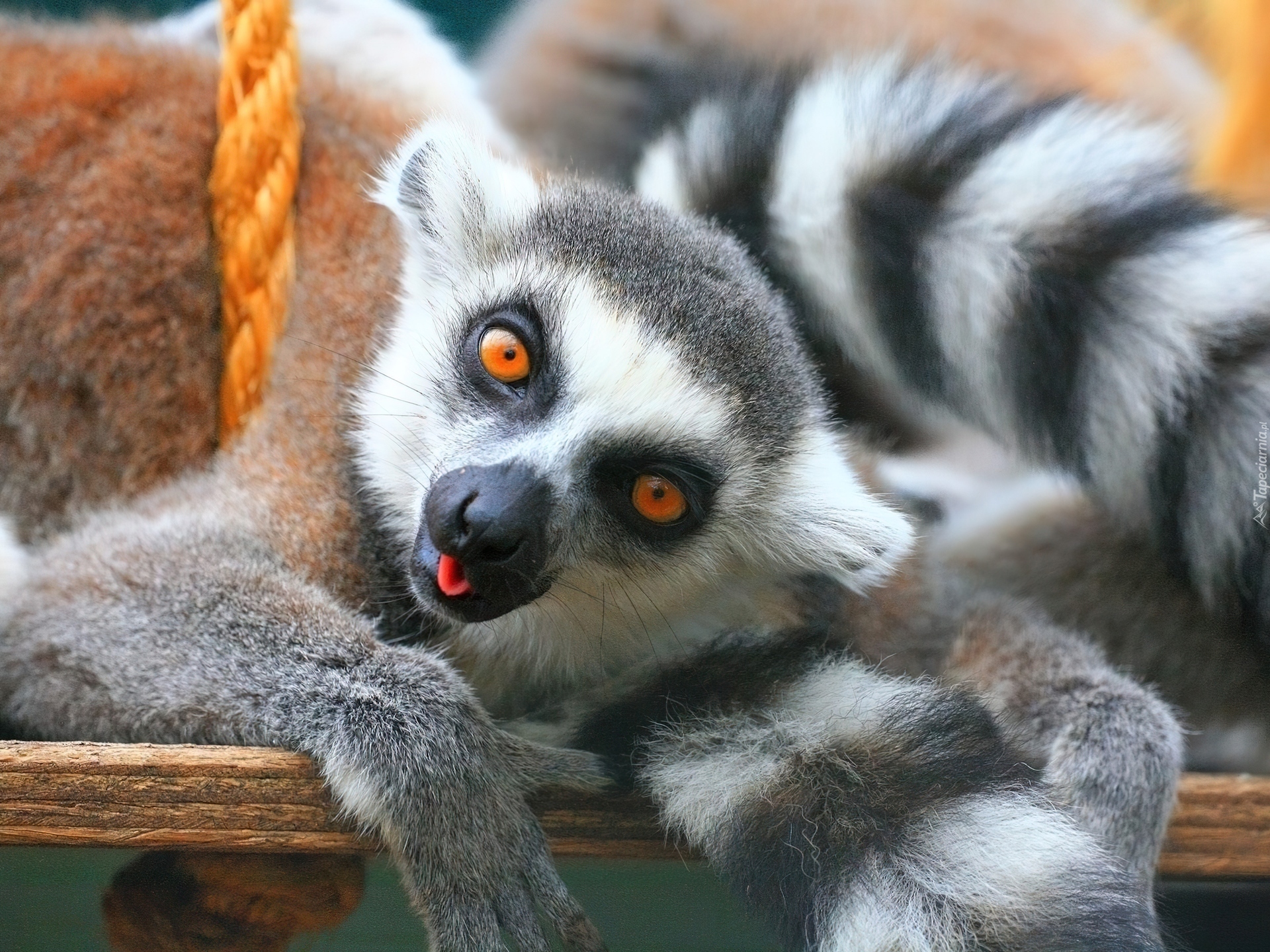 Lemur, Huśtawka