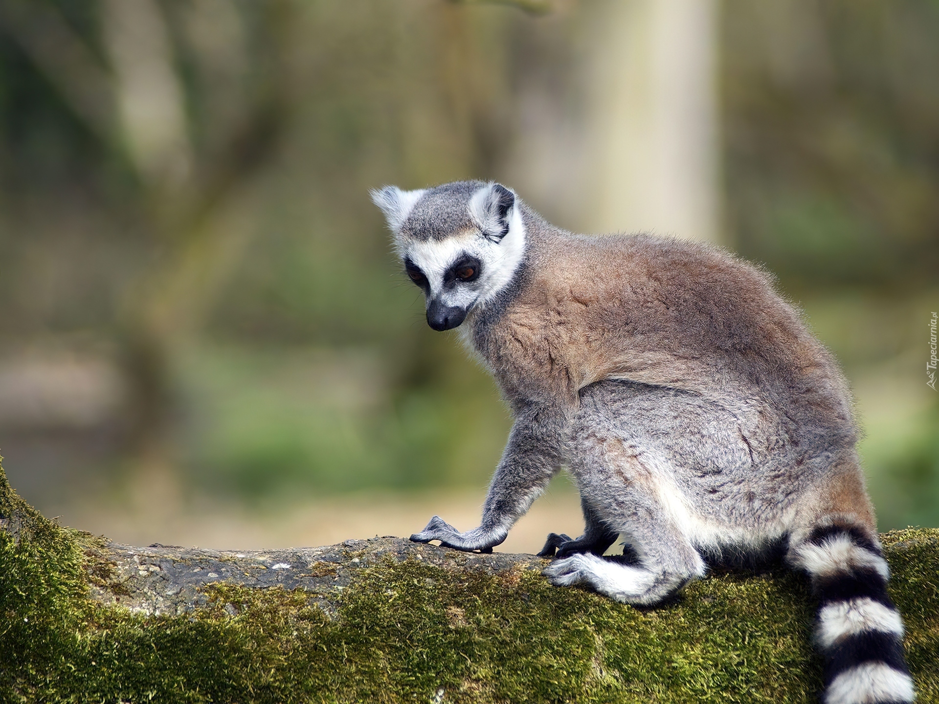 Lemur, Pasiasta, Kita