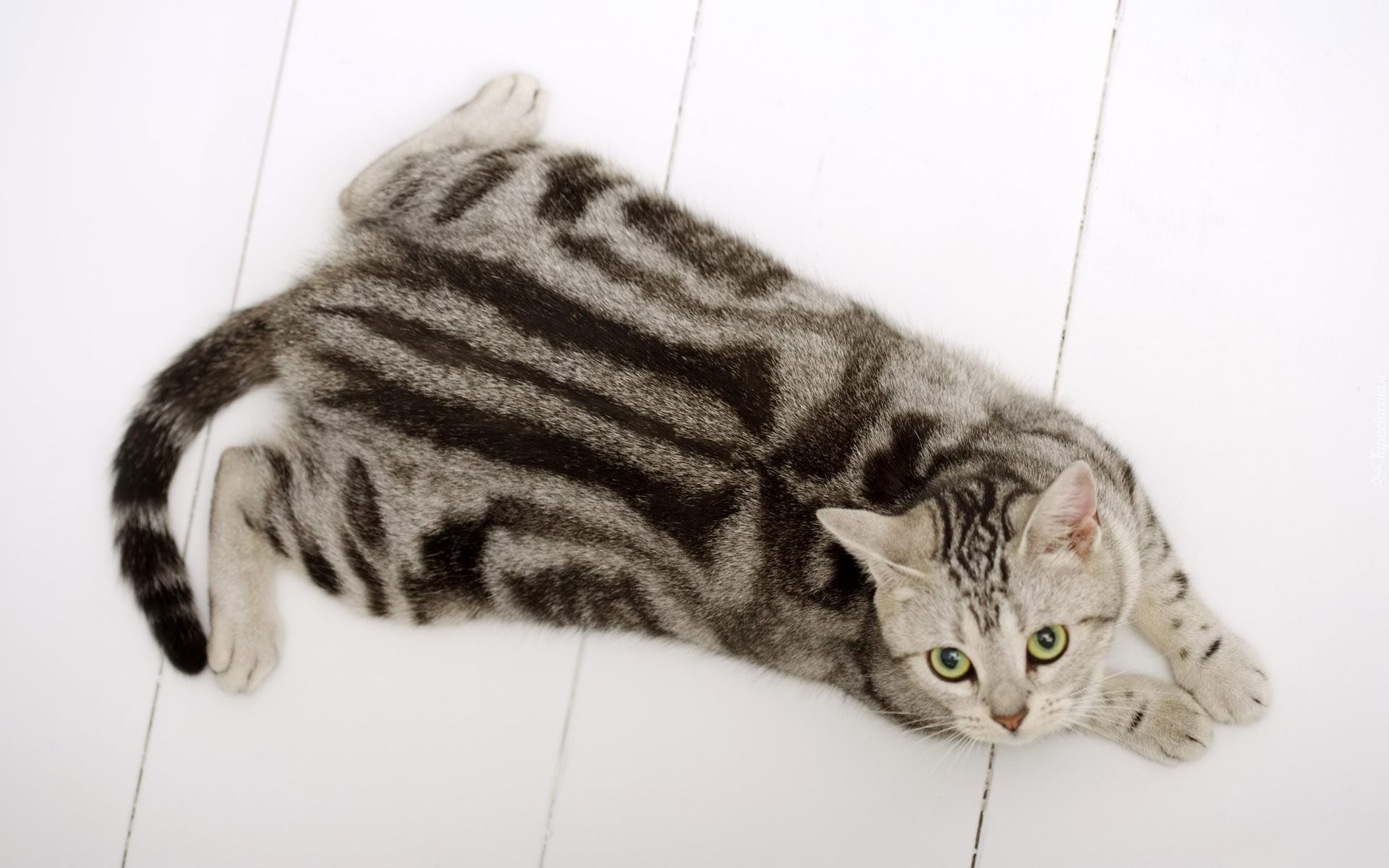 Серая кошка с черными пятнами. Американская короткошерстная табби. Американская короткошерстная табби Браун. Британский короткошерстный кот полосатый. Американская короткошерстная кошка полосатая.