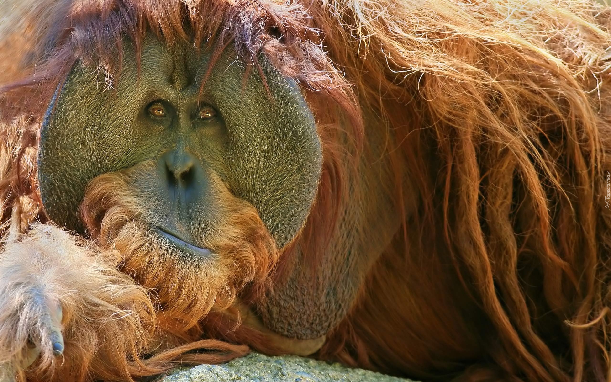 Rudy, Orangutan