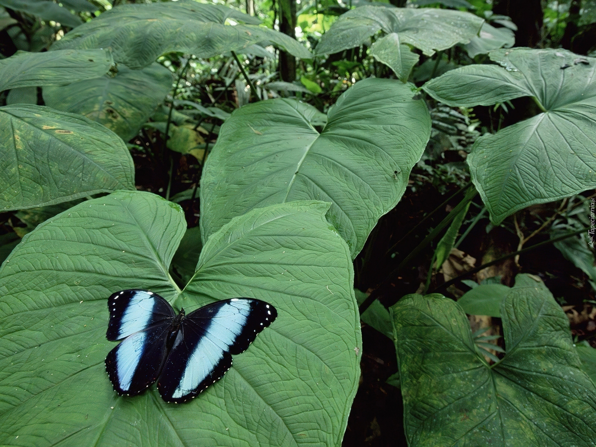 Motyl, Duże, Liście