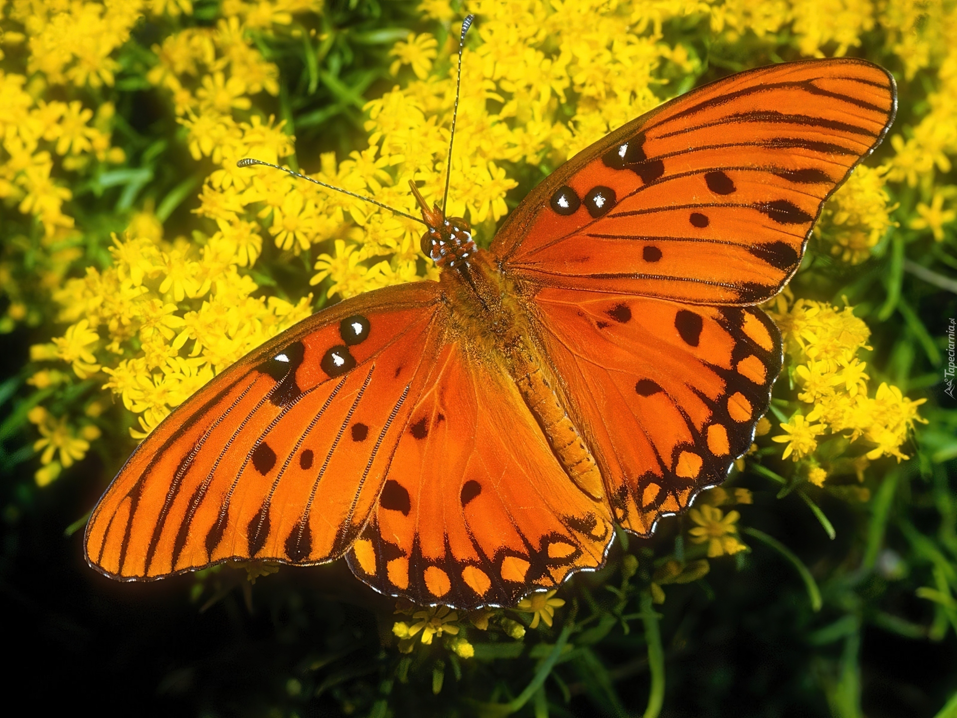 Pomarańczowy, Motyl, Żółte, Kwiaty