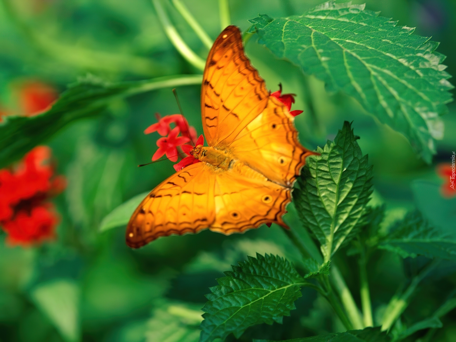 Pomarańczowy, Motyl, Pokrzywy