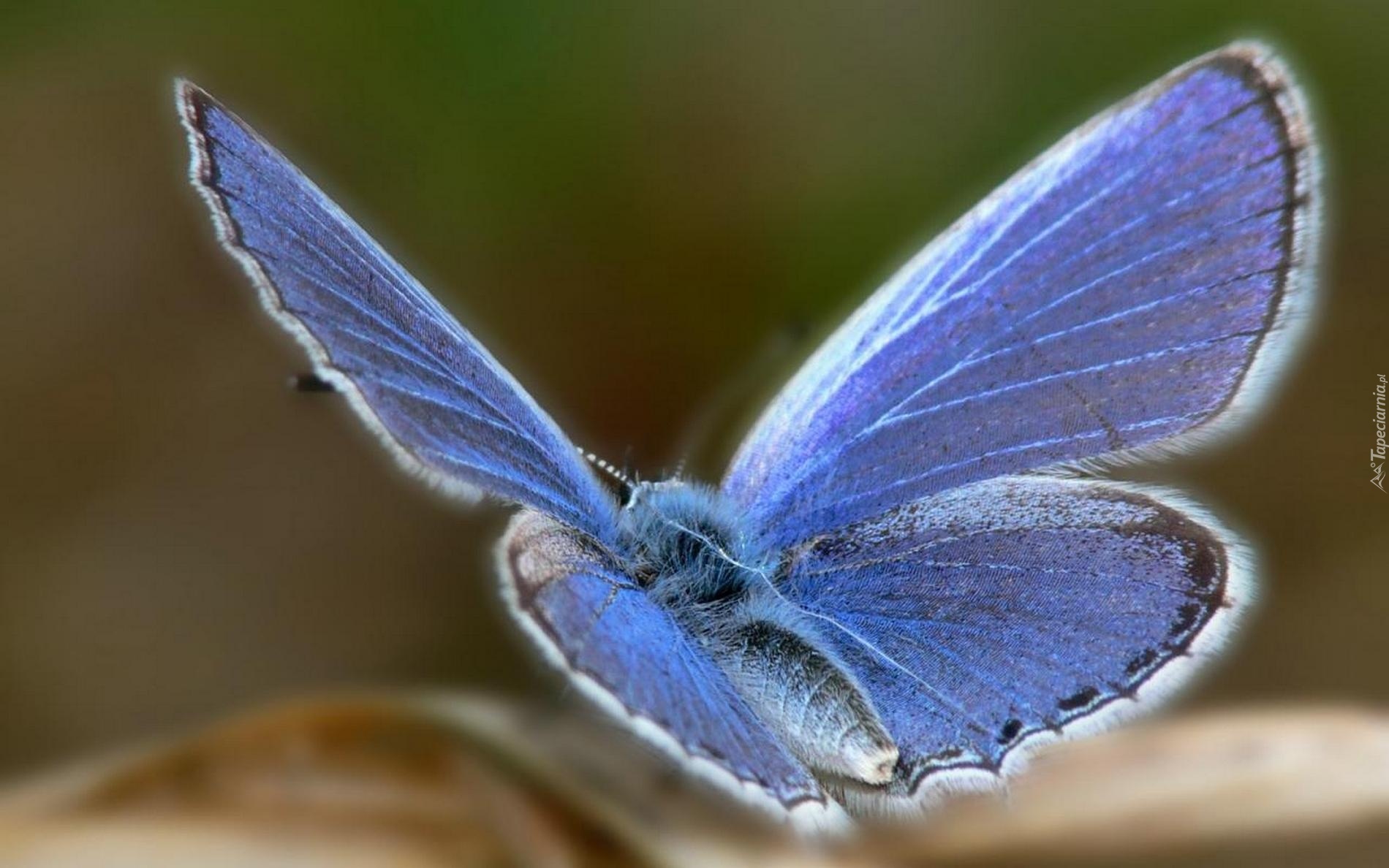 Motyl, Modraszek ikar, Skrzydła, Pyłek