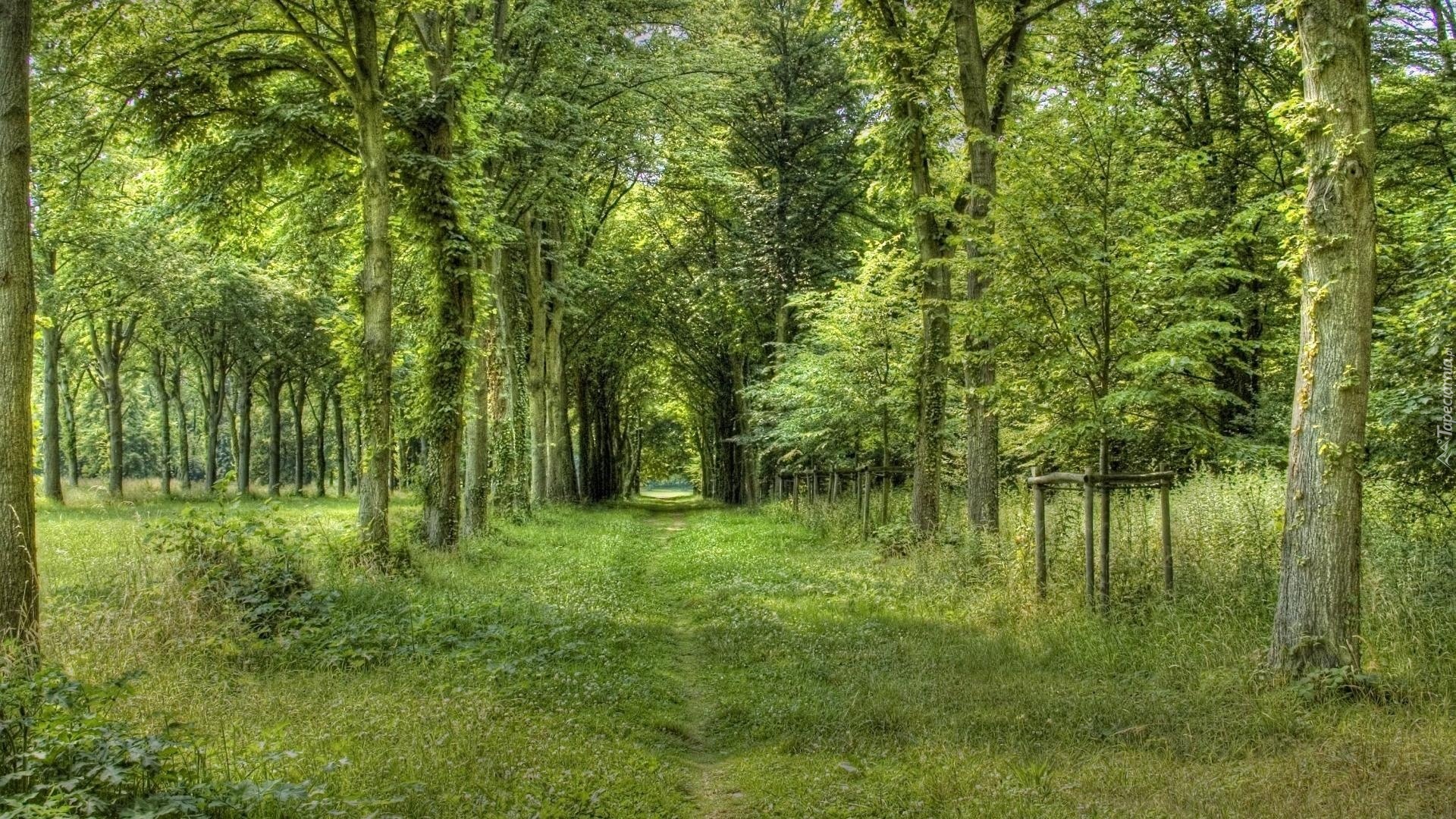 Las, Drzewa, Zarośnięta, Dróżka