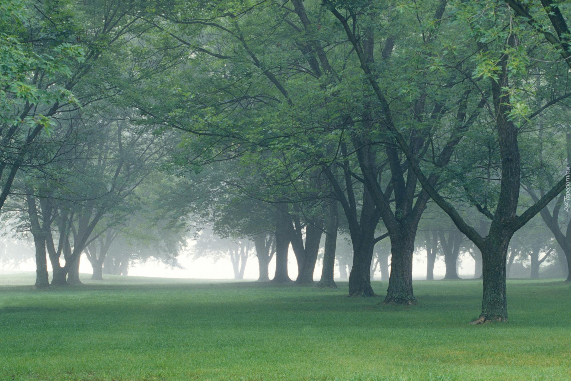 Park, Mgła, Drzewa