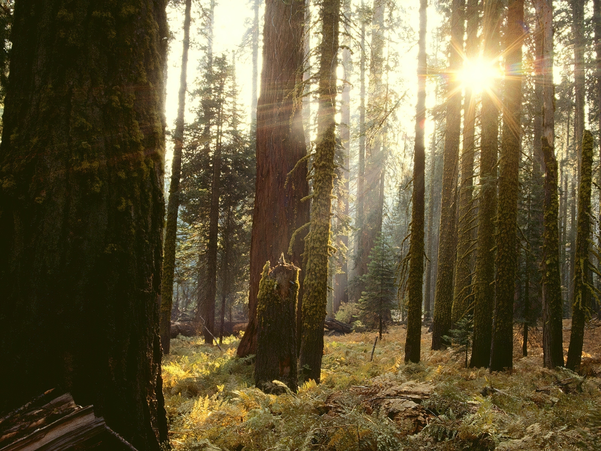 Las, Przebijające, Światło