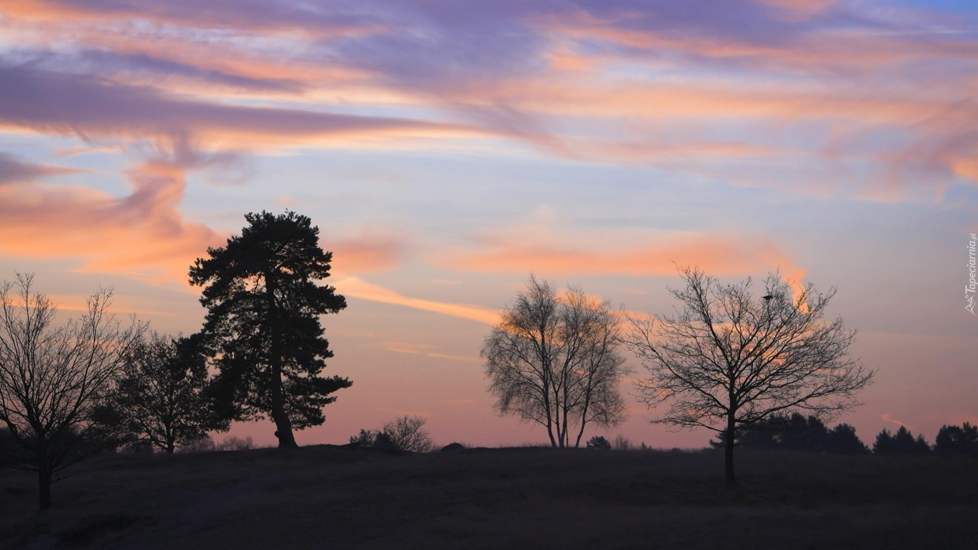 Zachód, Słońca, Kilka, Drzew