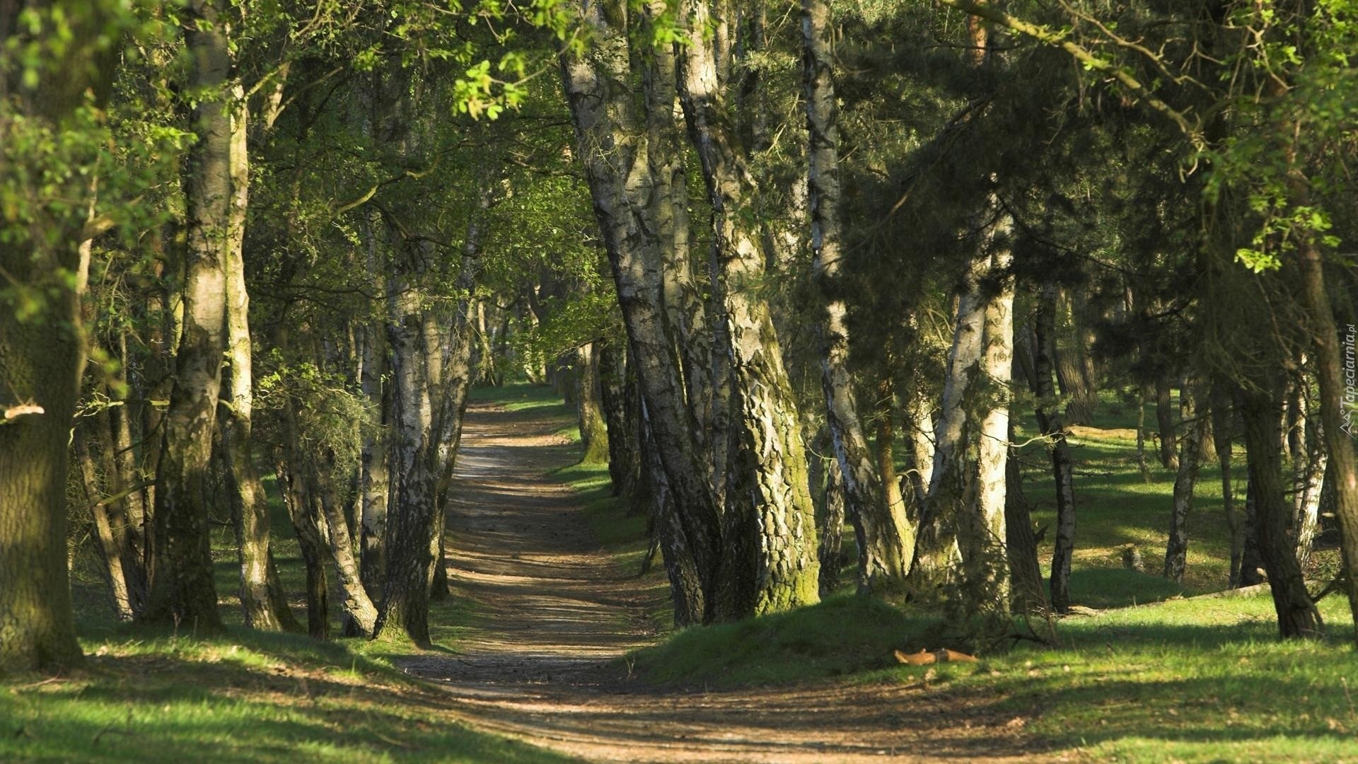 Las, Ścieżka, Drzewa