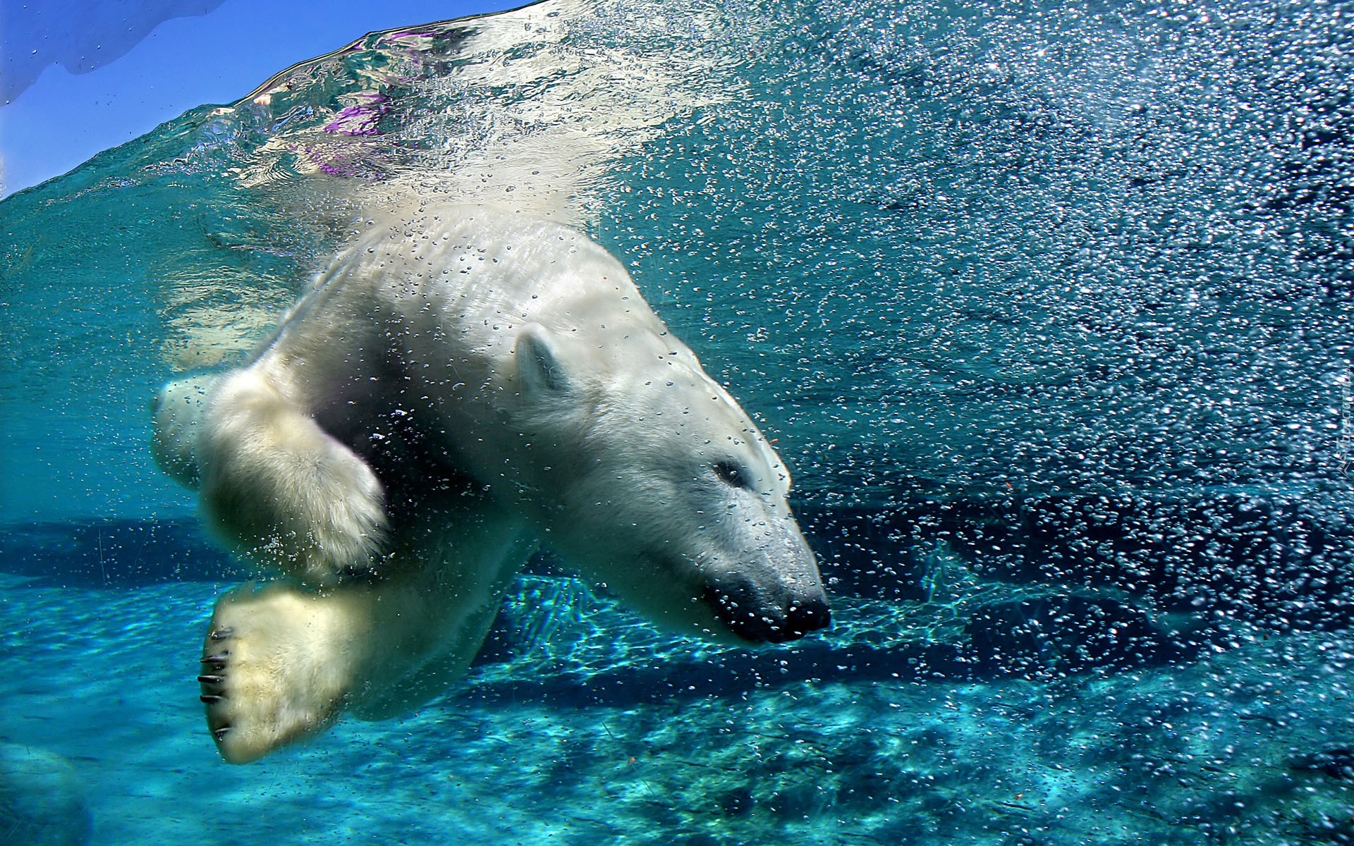 Niedźwiedź, Polarny, Nurkowanie