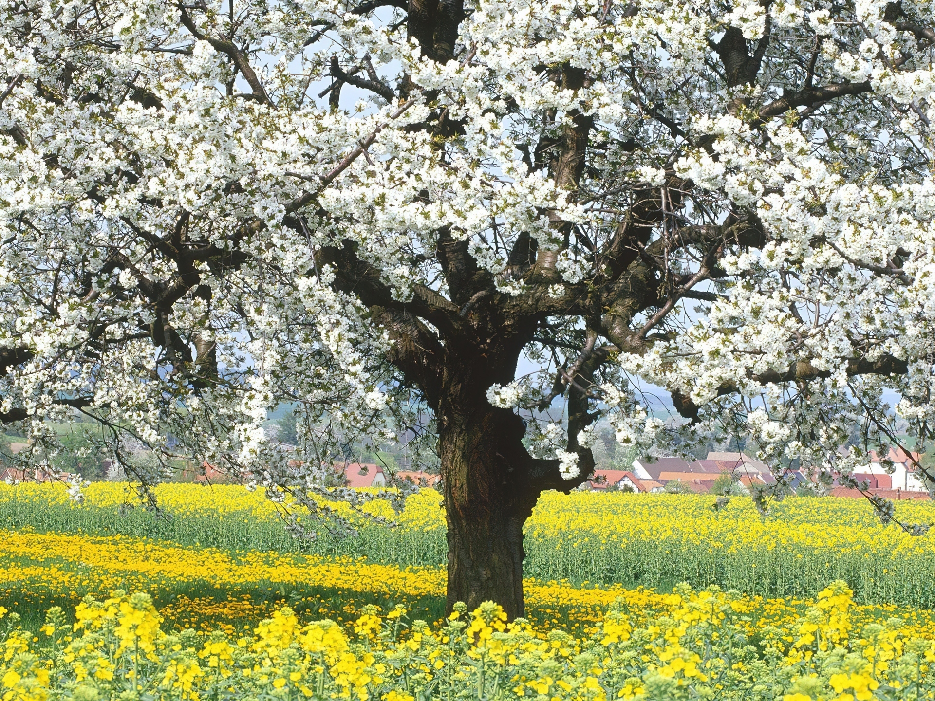 Яблони цветут весной. Цветущий Яблоневый сад весной. Яблоневый сад Юрьев-польский район. Яблоневый сад в цвету дерево.