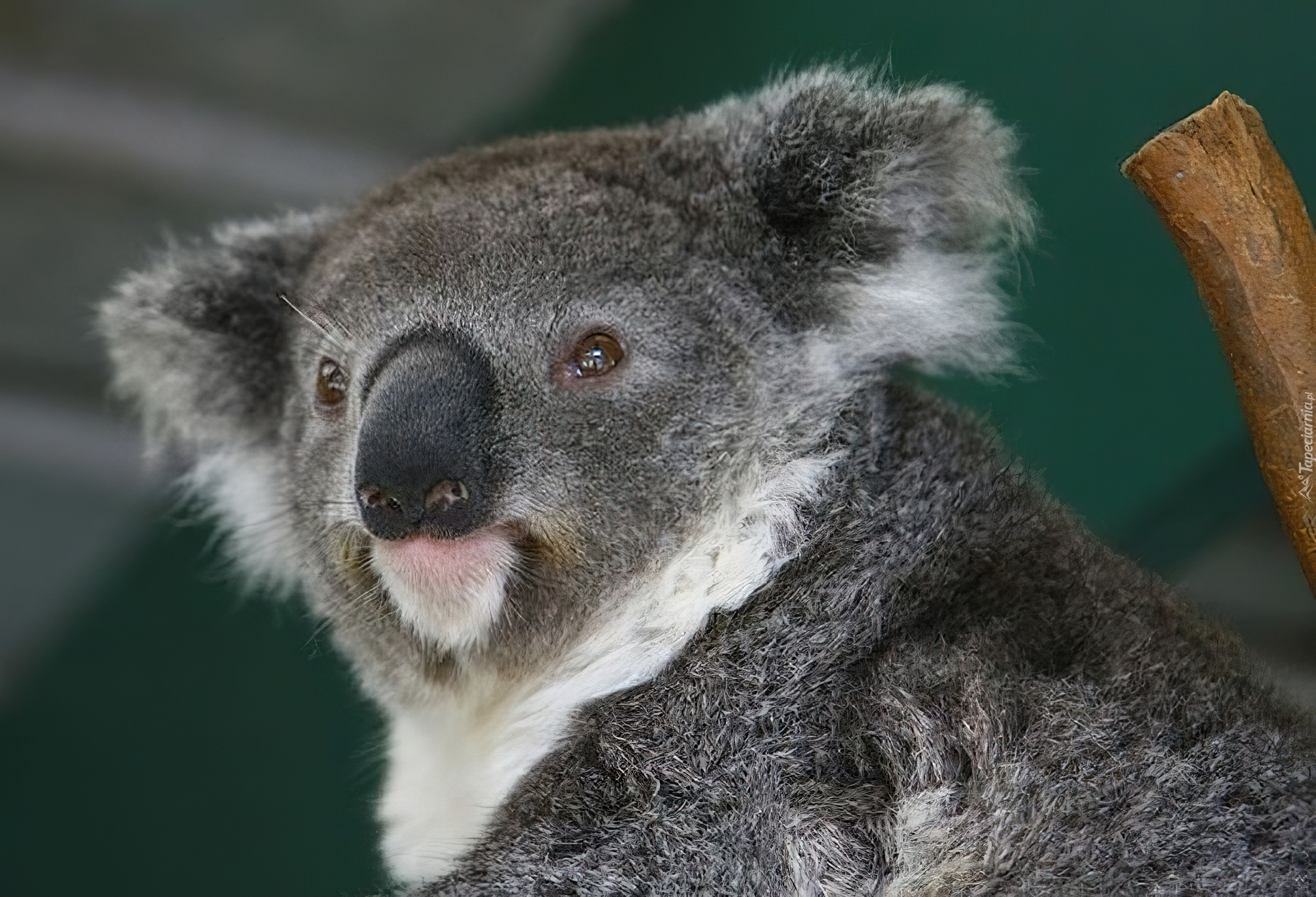Koala