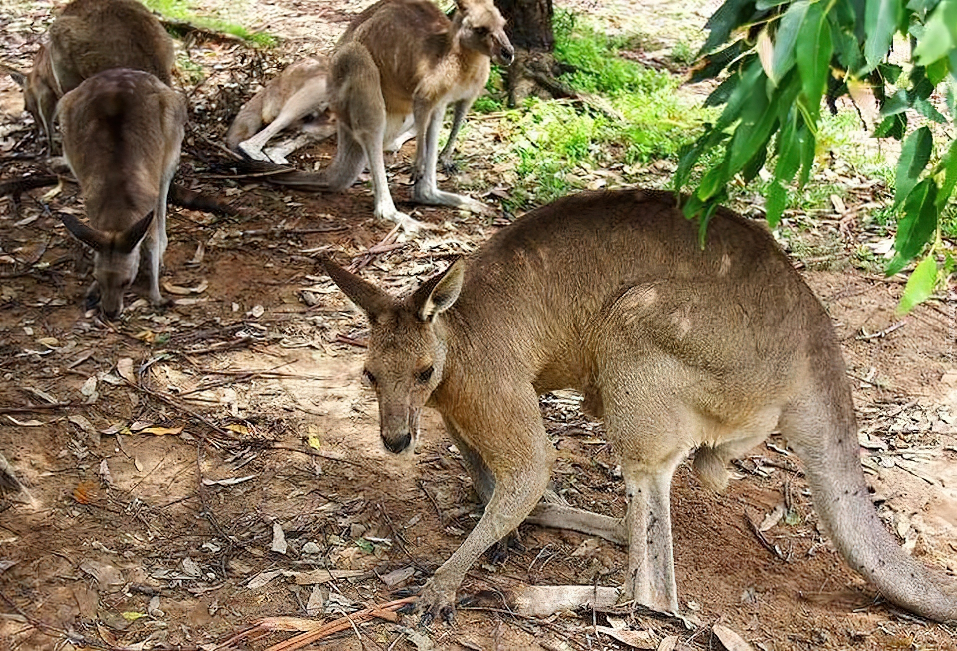 Kangury, Australia