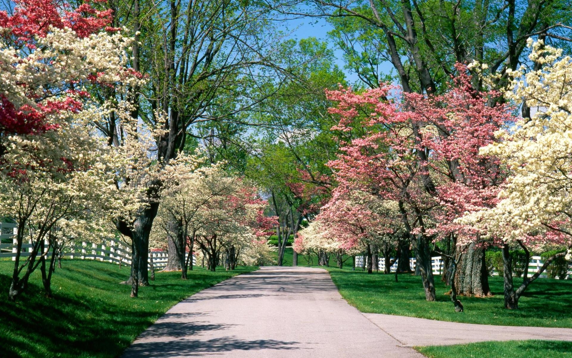 Park, Wiosna, Biało, Różowe, Drzewa