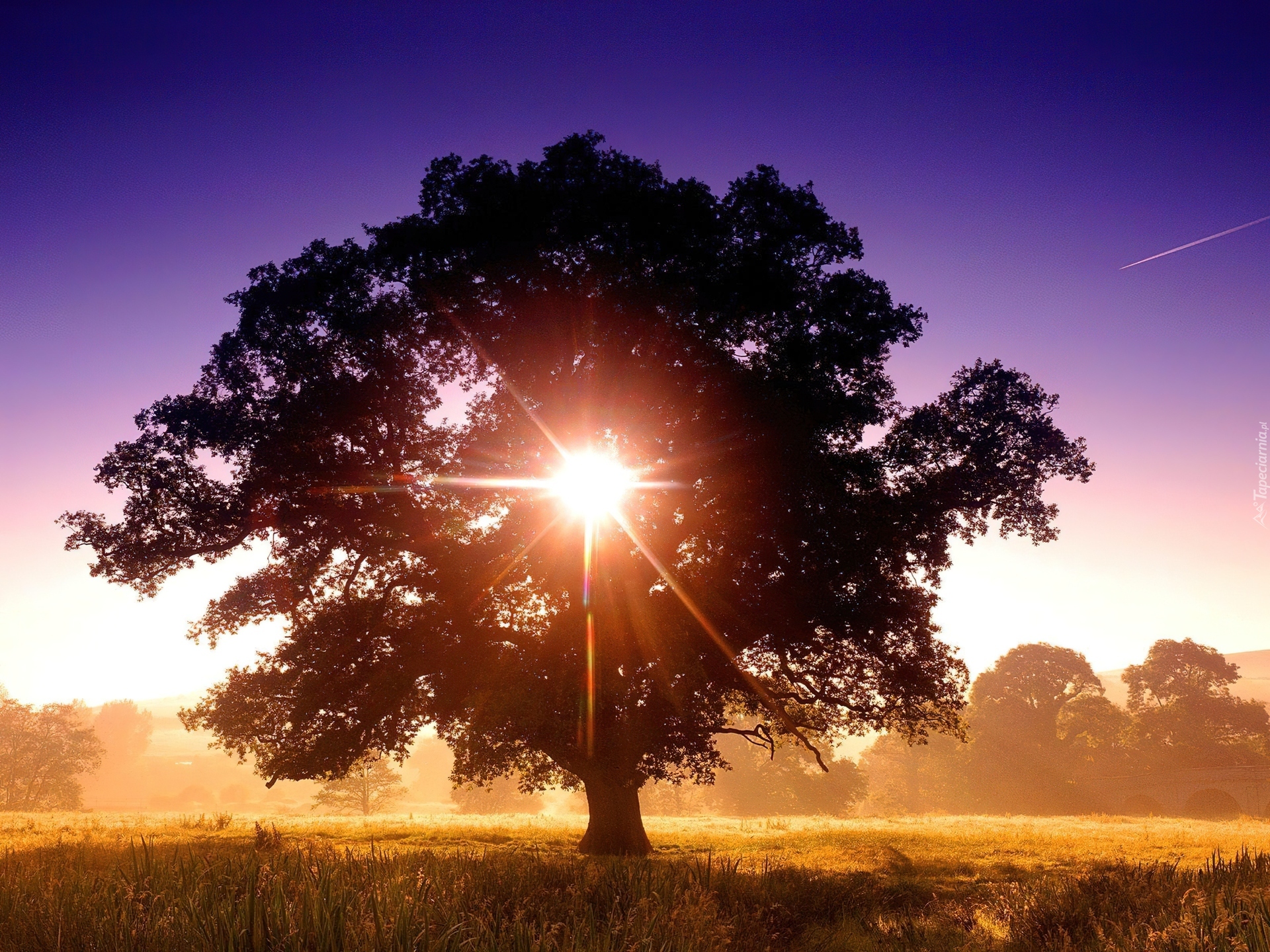Природа и естественная жизнь. Дерево на рассвете. Дерево в лучах солнца. Природа солнце. Красивое дерево.