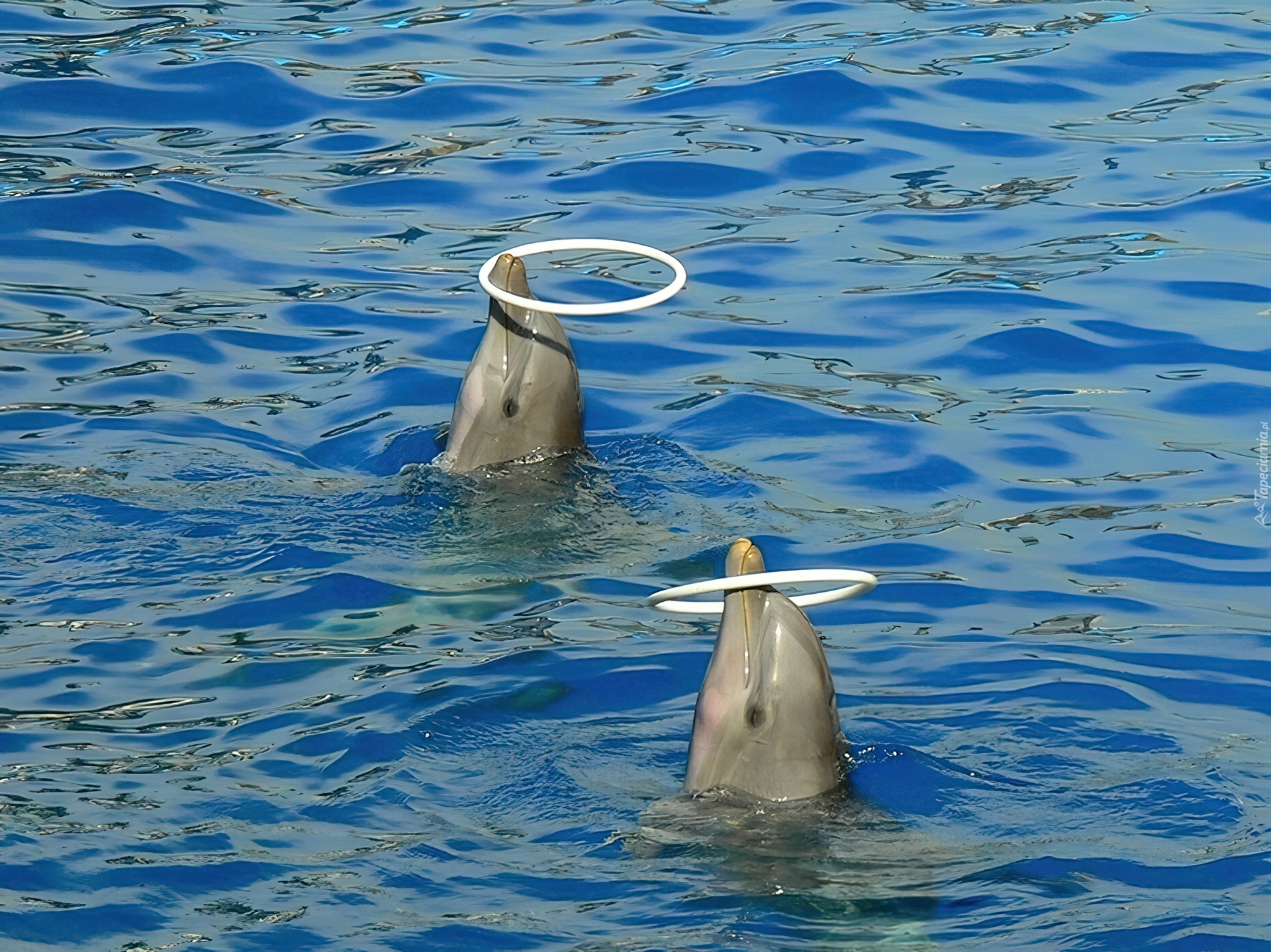 Delfiny, Woda, Obręcze
