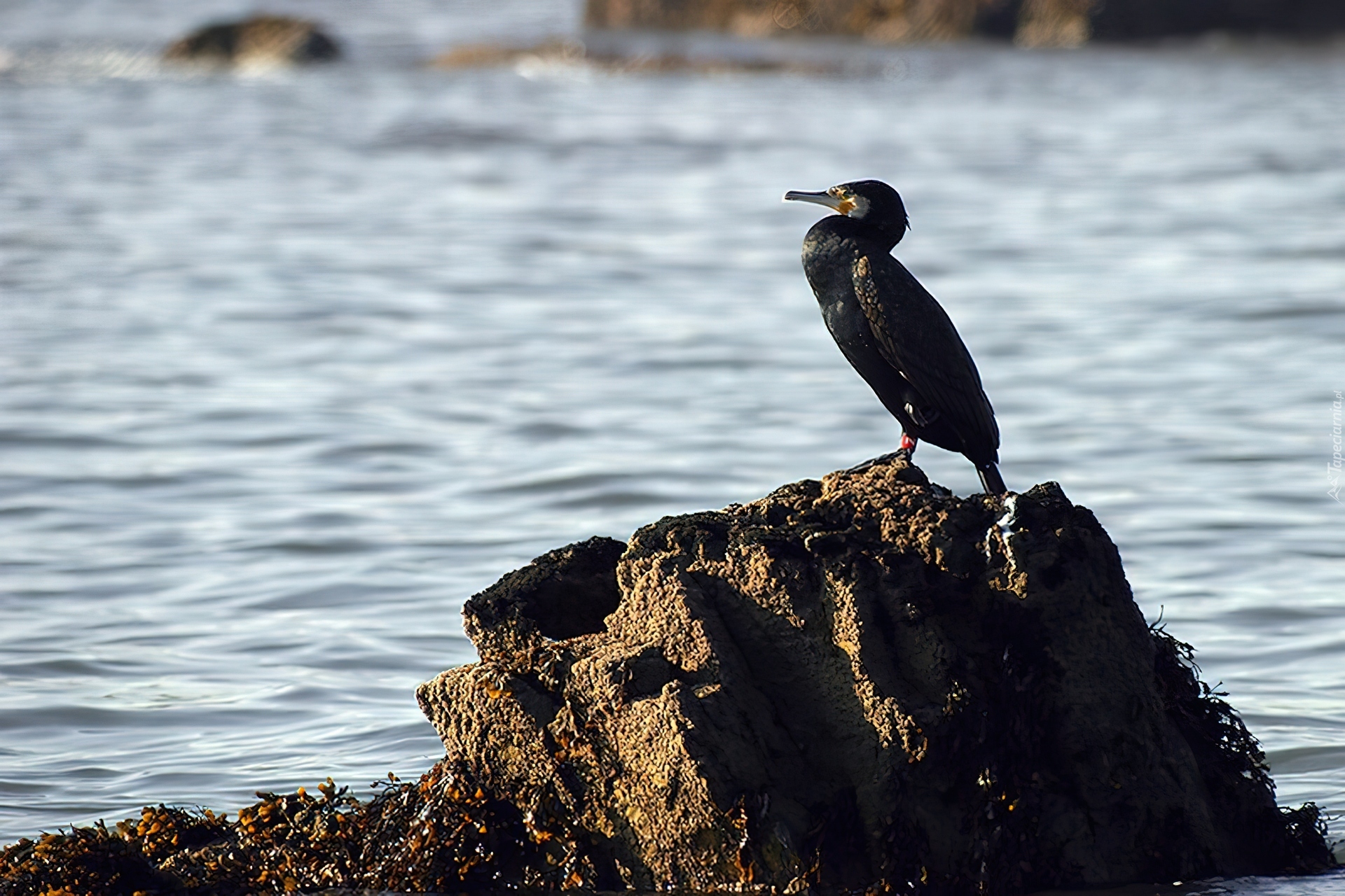 Kormoran, Skała, Morze