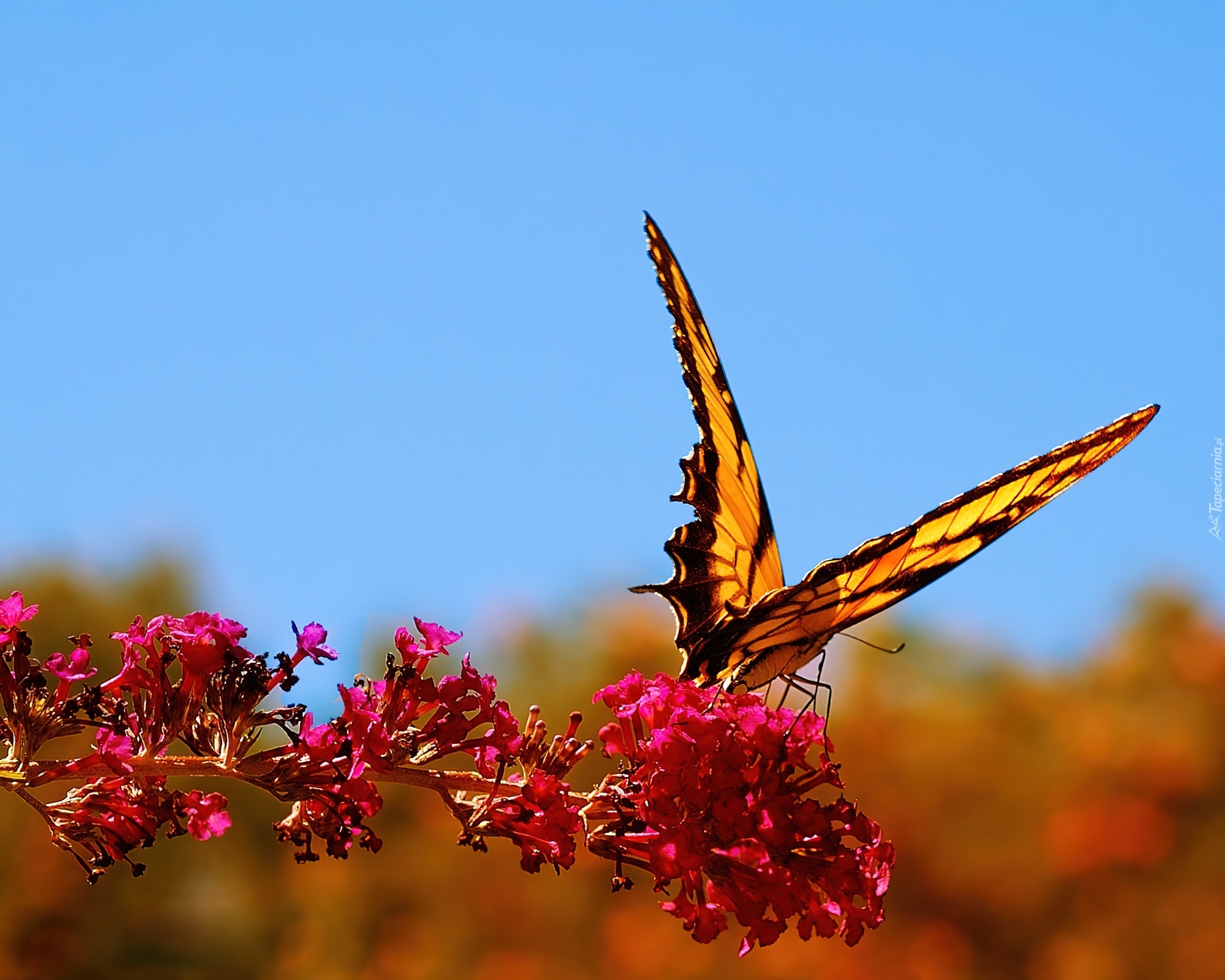 Piękny, Motyl, Kwiat