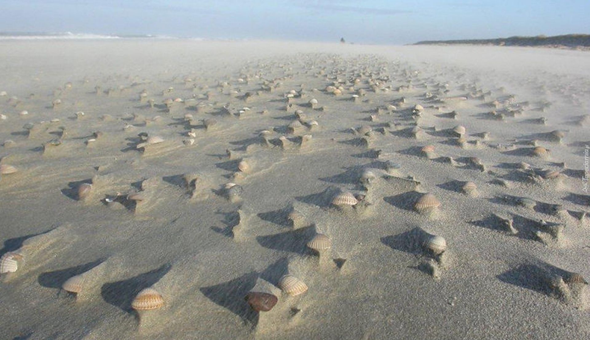 Plaża, Piasek, Muszelki