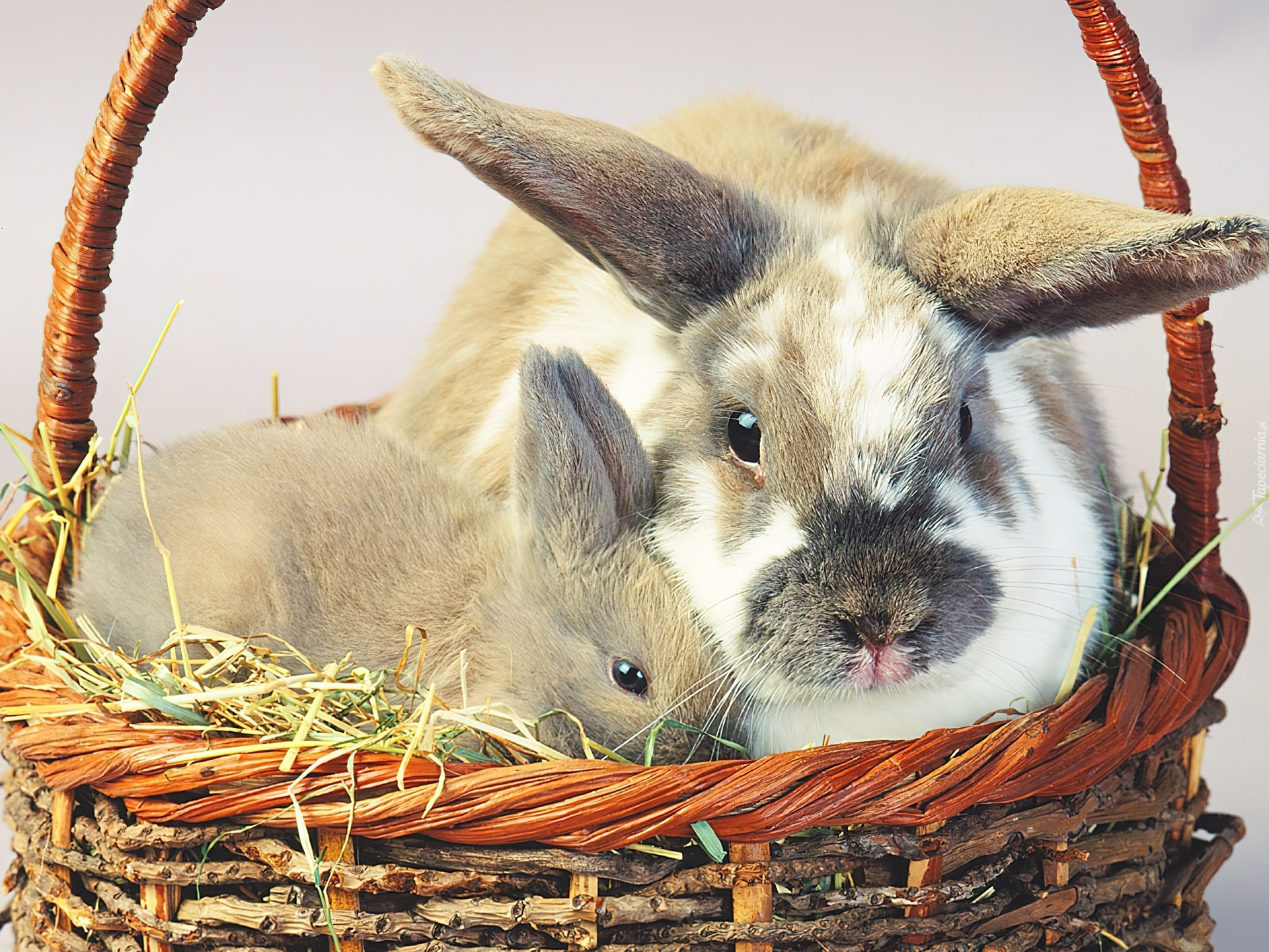 Заяц сразу. Кролик крольчиха крольчонок. Крольчиха с крольчатами. Кролик обои. Заяц домашний.