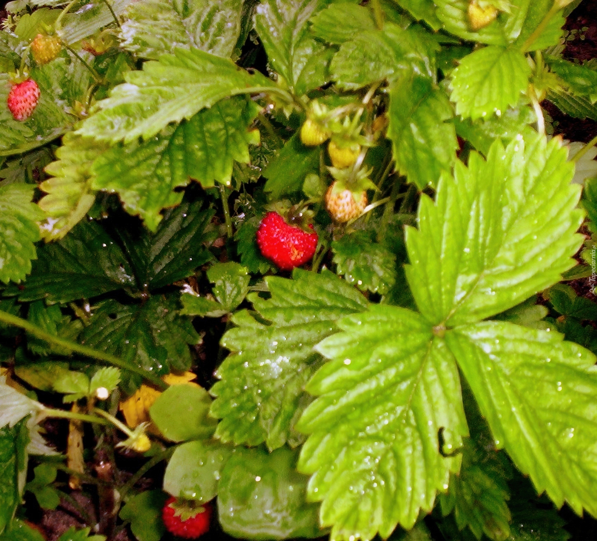 Malutkie, Poziomki, Liście