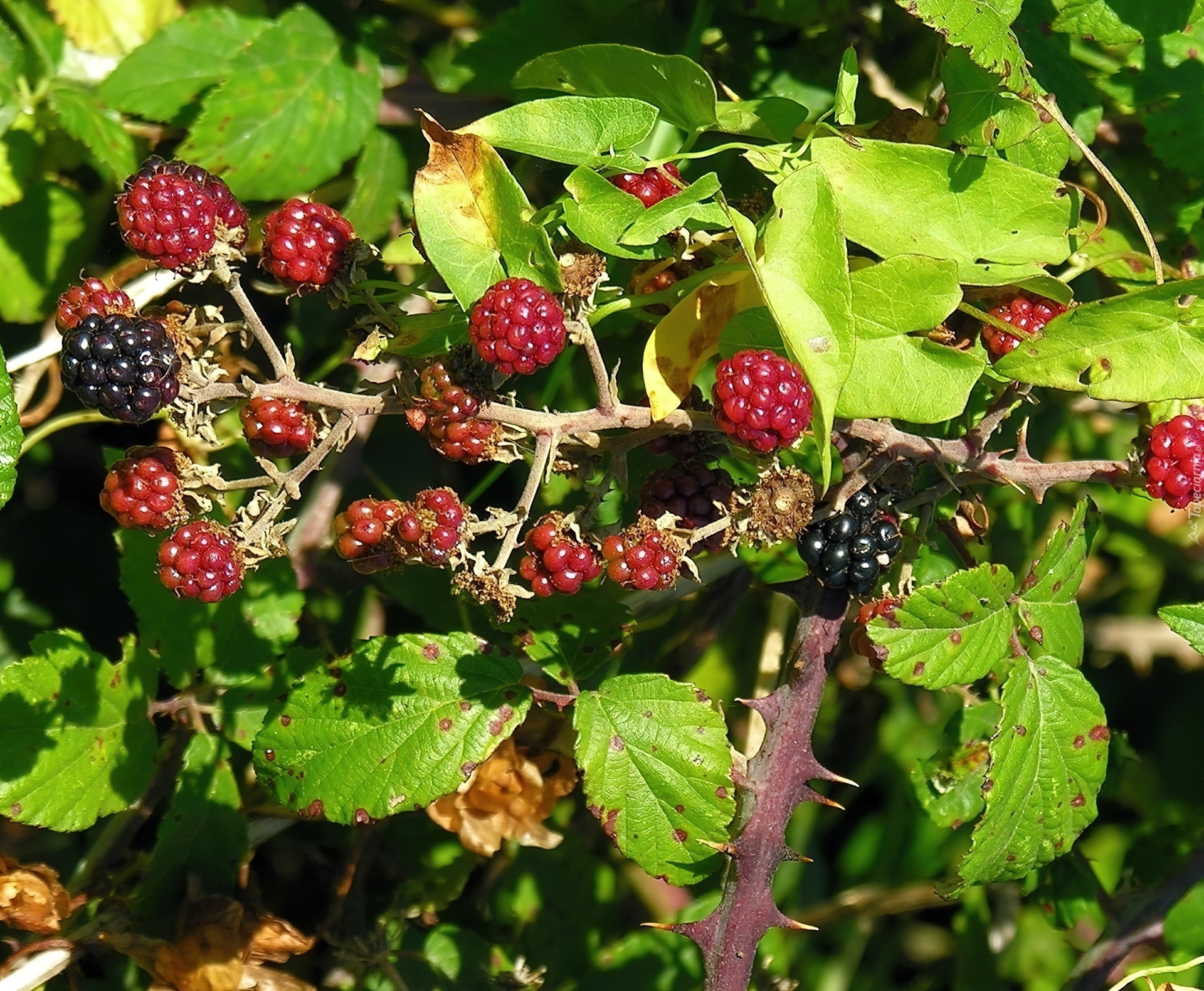 Jeżyny, Kolce