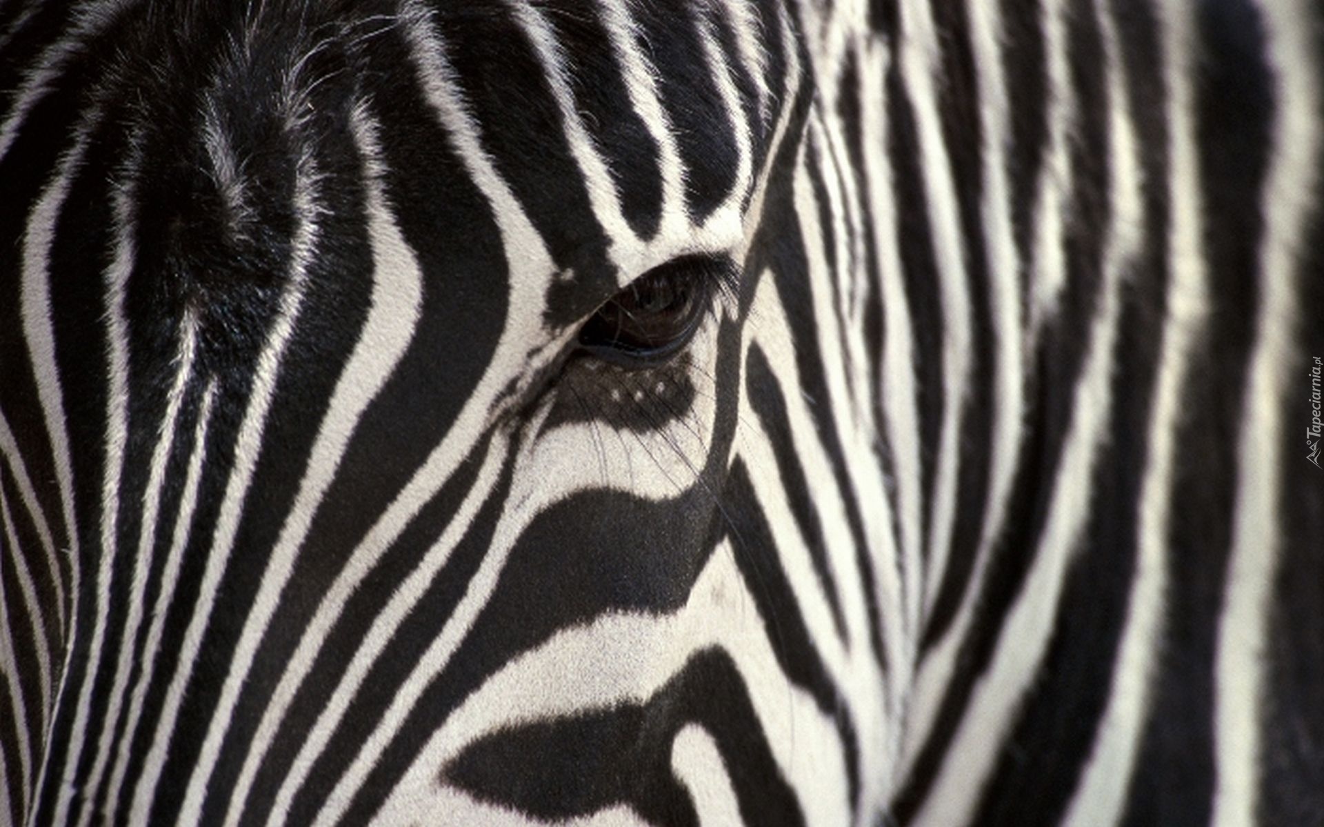 Zebra, Oko, Paski