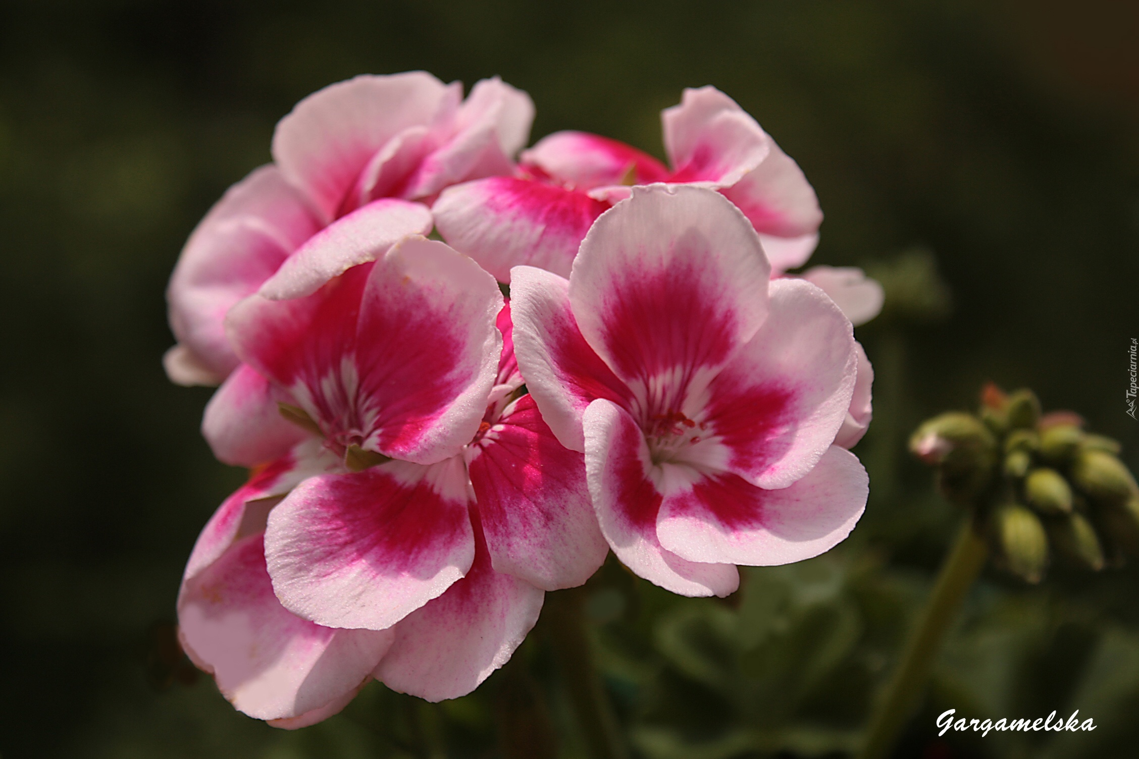 Pelargonia, Wiosna
