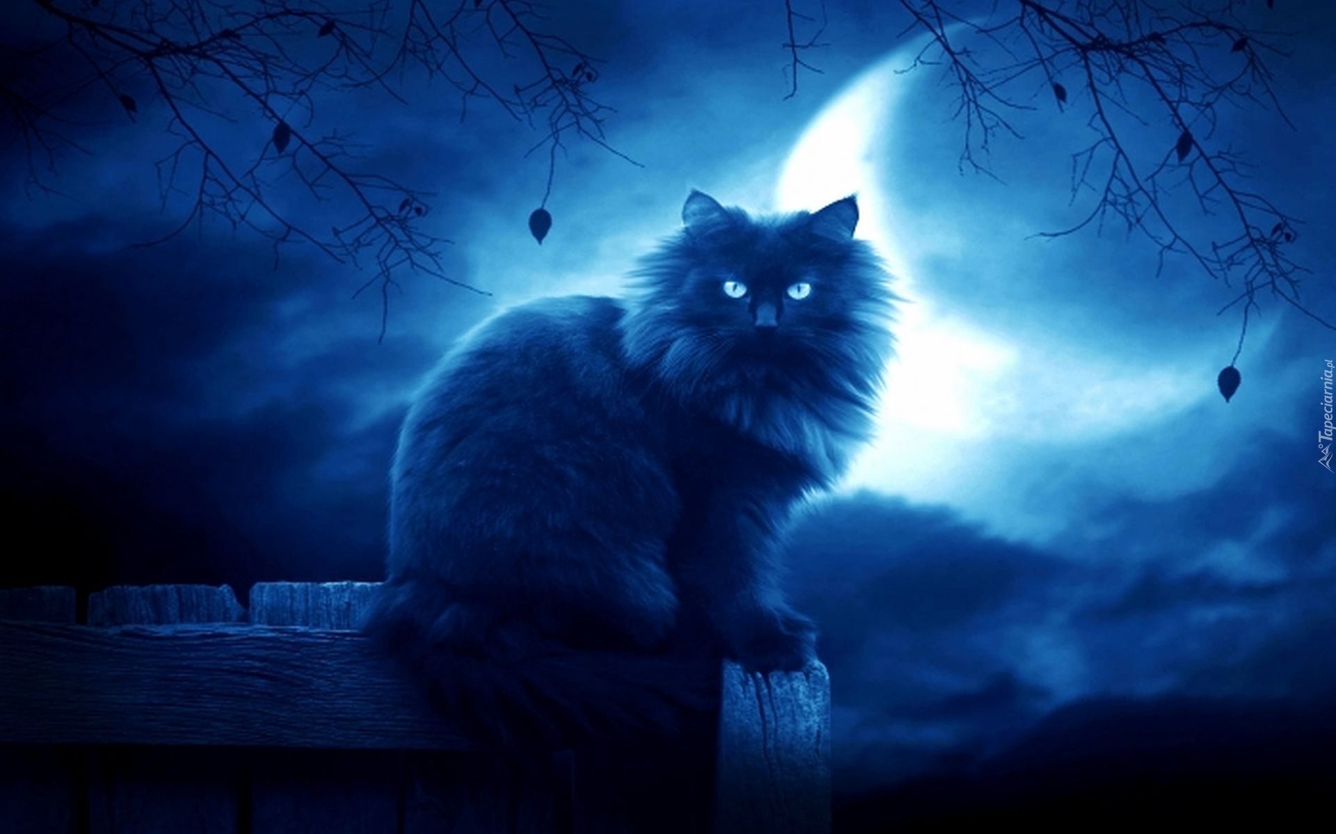 Kot, Noc, Księżyc