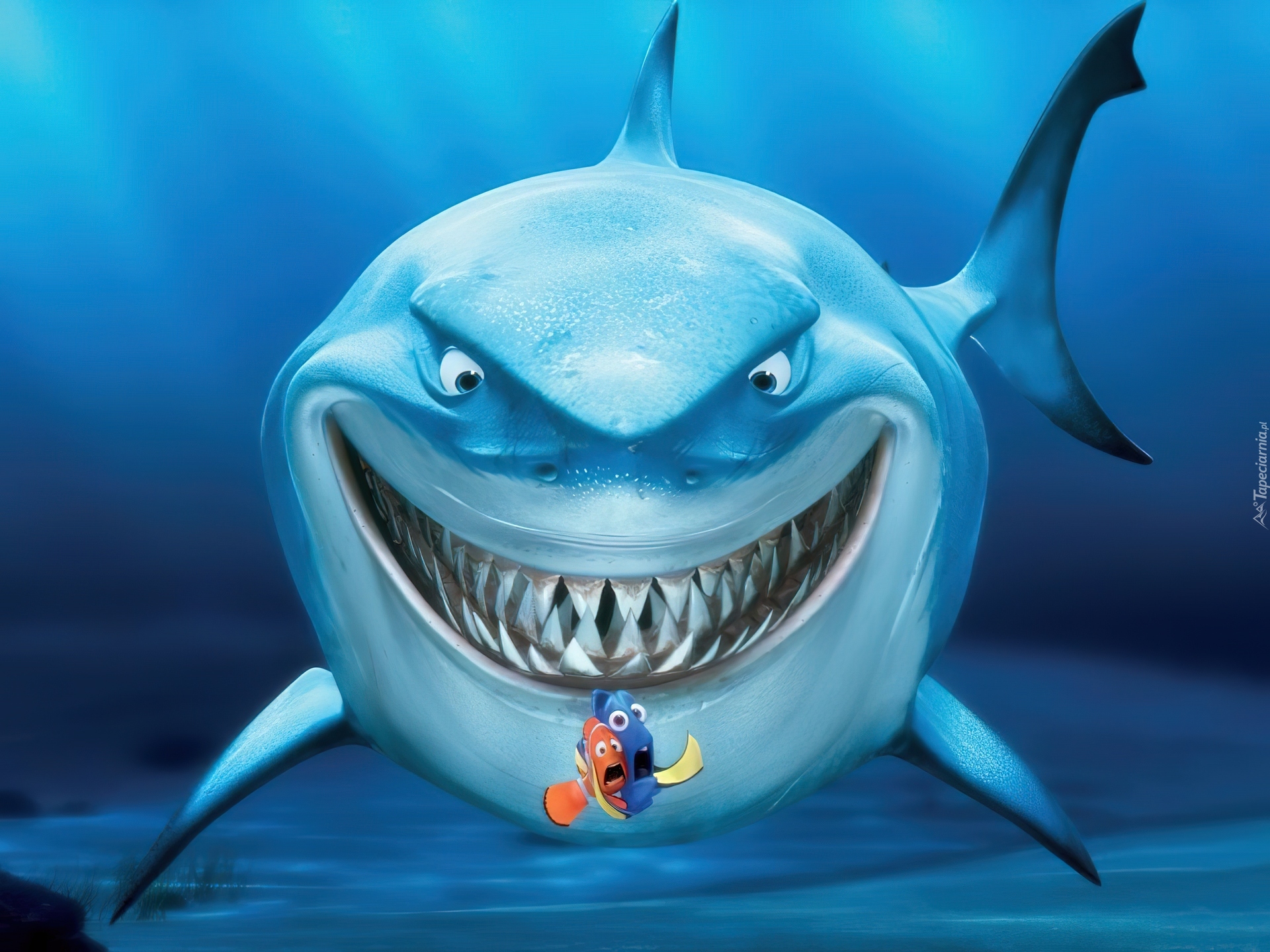 Rekin, Gdzie jest Nemo, Finding Nemo