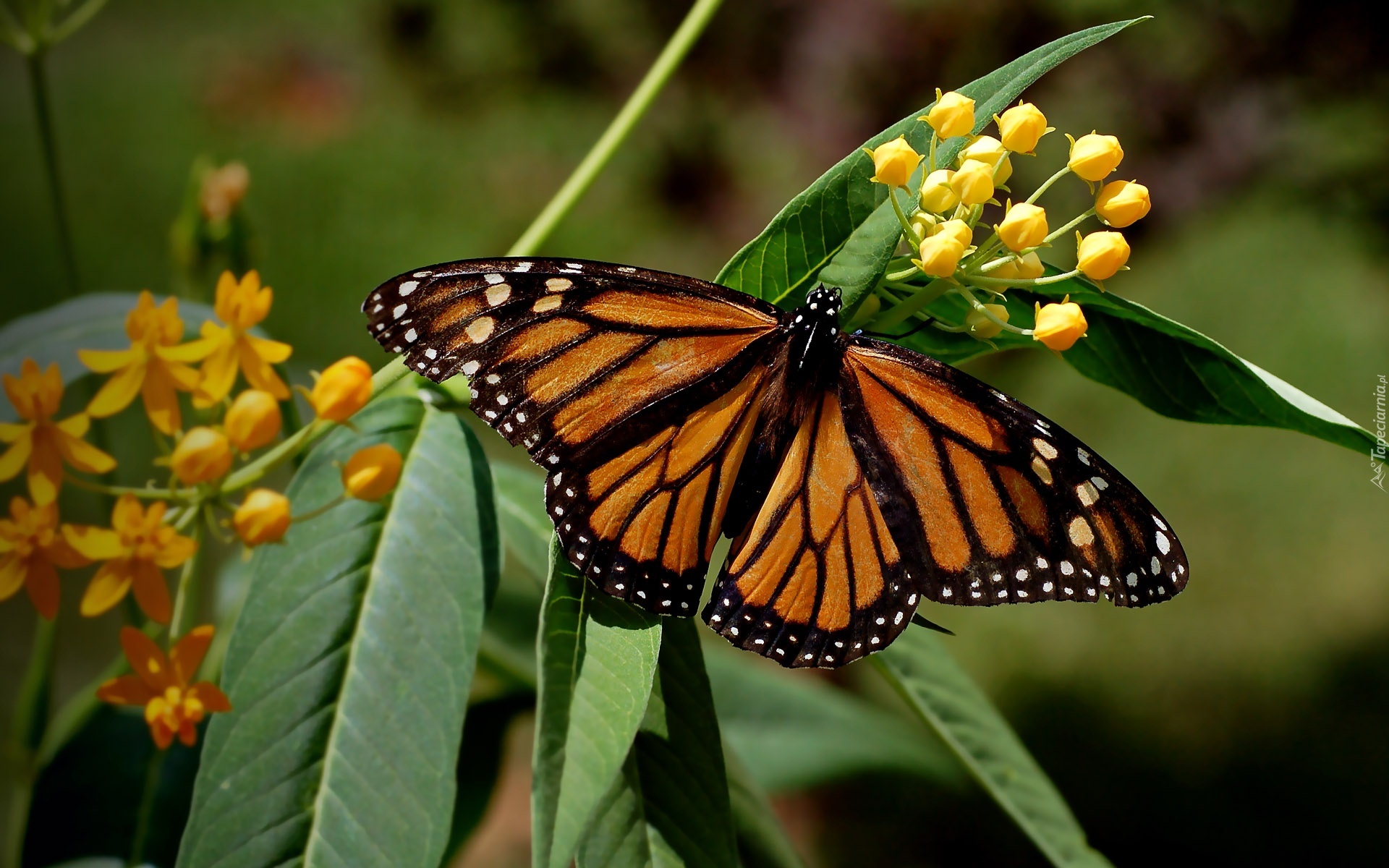 Motyl, Monarcha, Danaid, Wędrowny