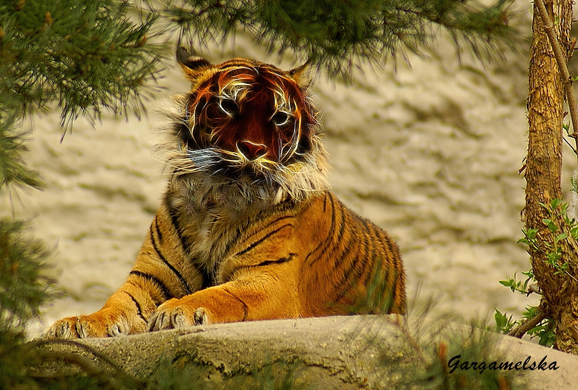 Tygrys, Wrocław, ZOO