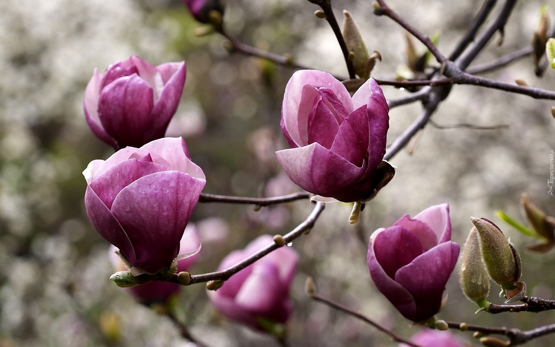 Kwitnące, Drzewo, Magnolia