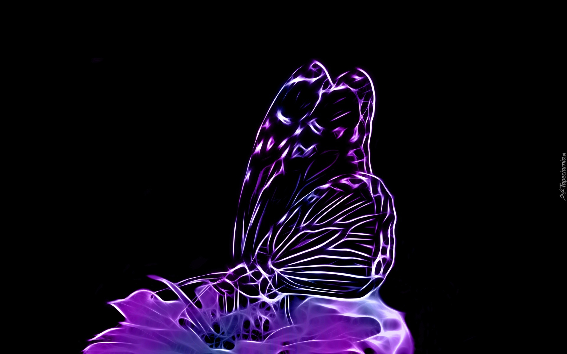 Fioletowy, Motyl, Kwiat