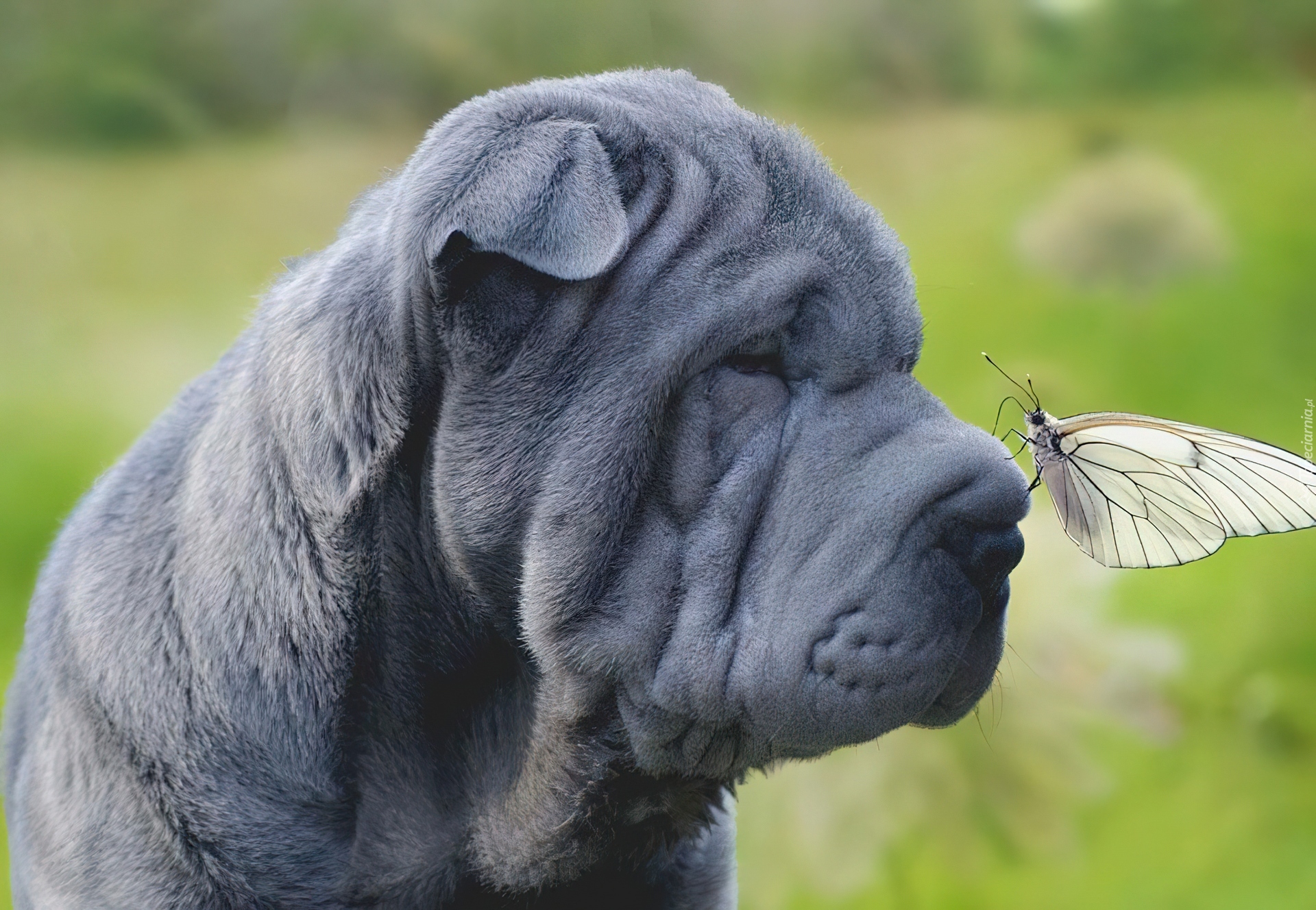 Shar Pei, Motyl