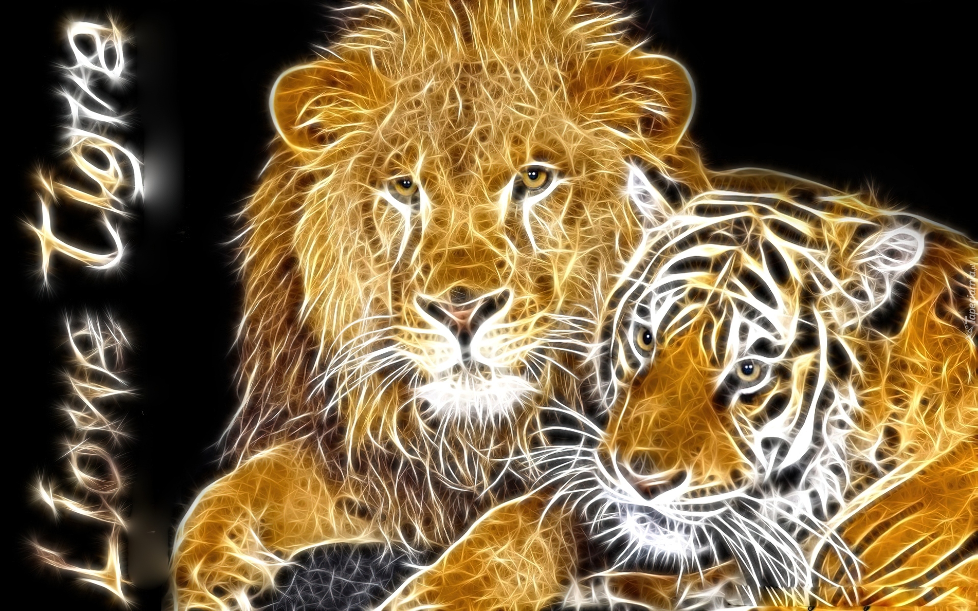Про лев тигра. Лев и тигр. Лев и тигрица. Заставка тигр Лев. Тигр и Лев вместе.