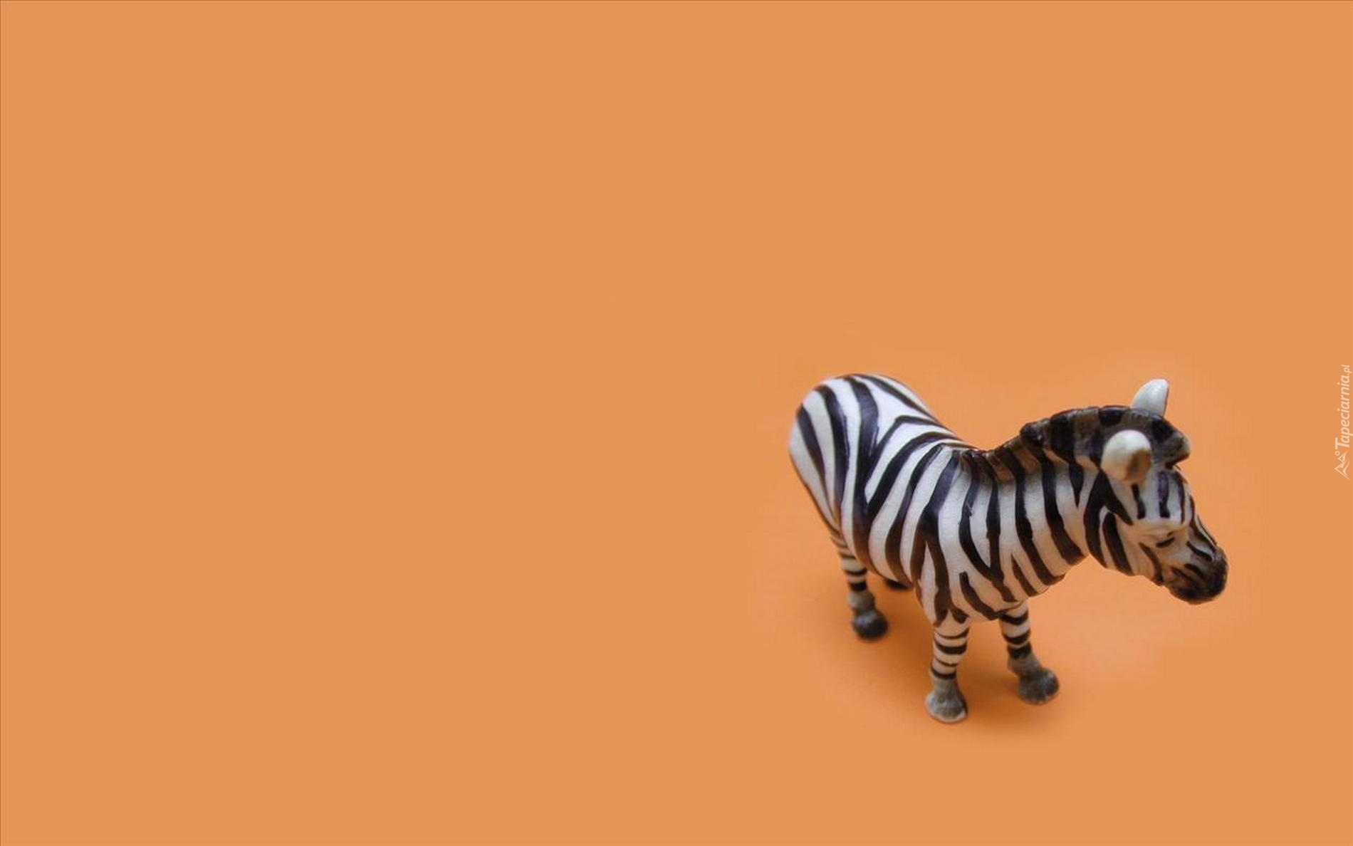 Zabawka, Zebra