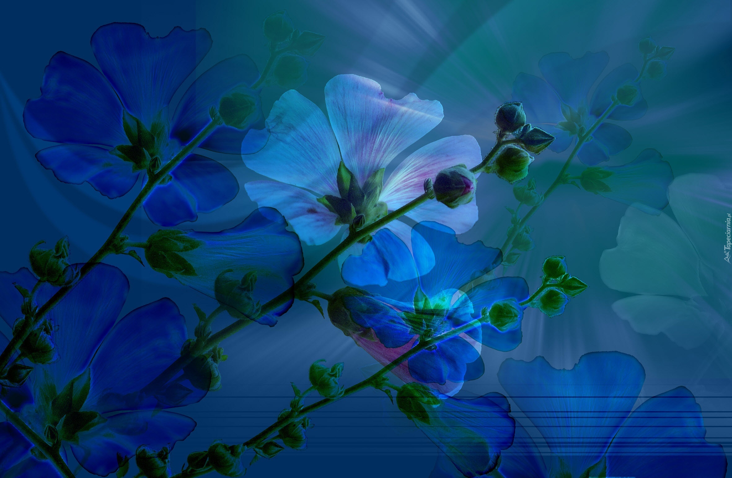 Kwiatki, Niebieskie, Tło