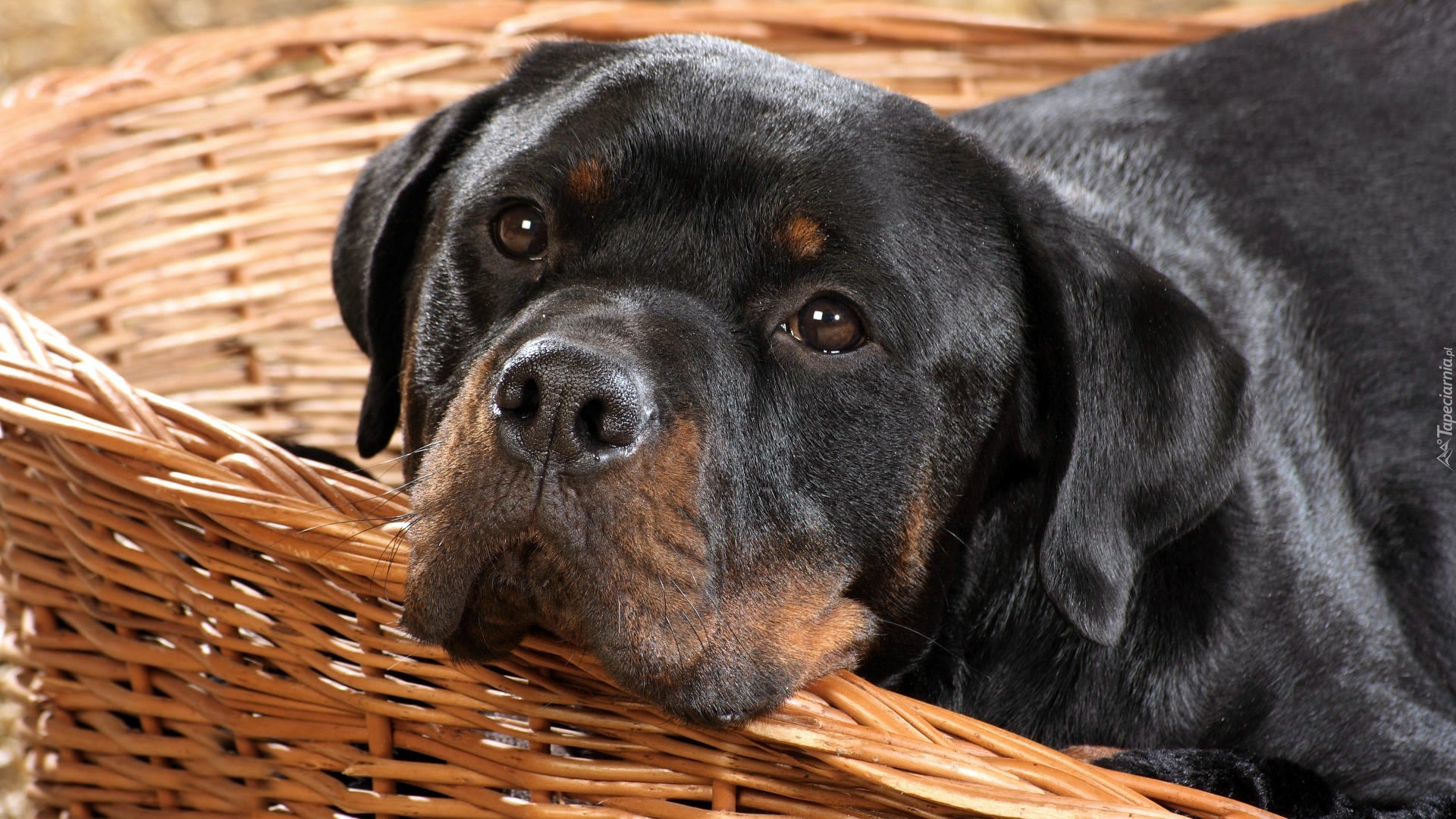 Rottweiler, Posłanie