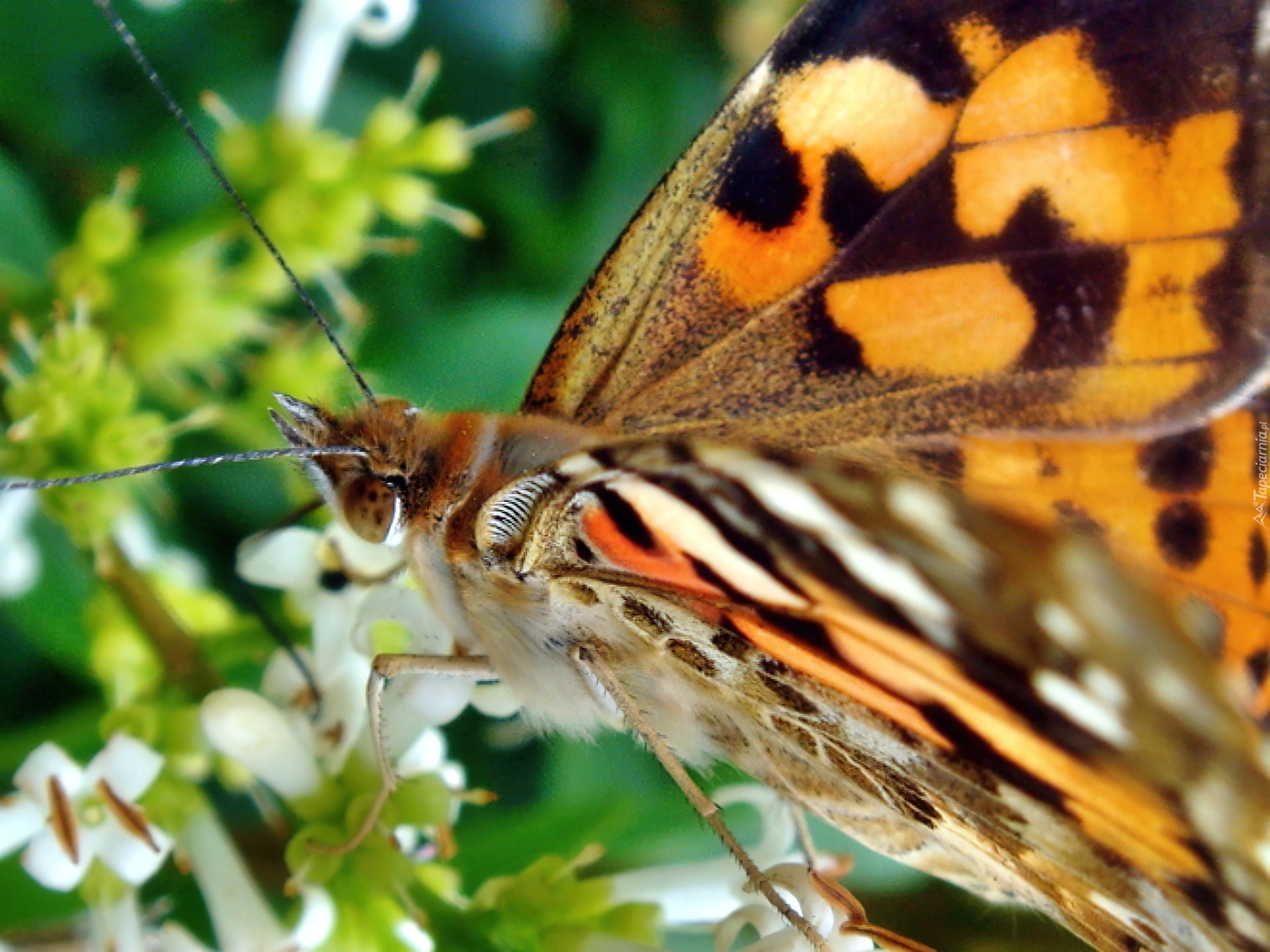 Motyl, Skrzydełka