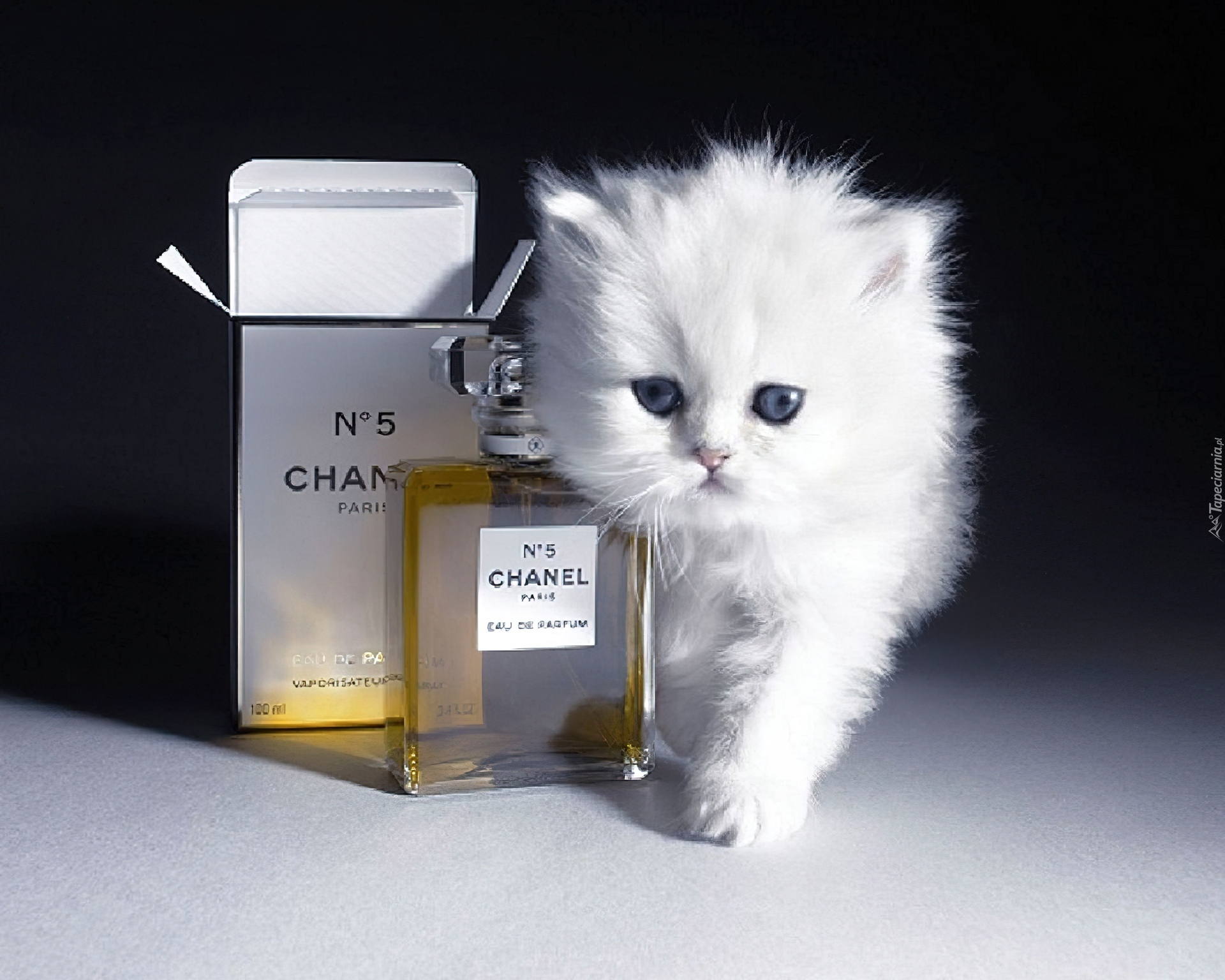 Kot, Perfumy, Chanel