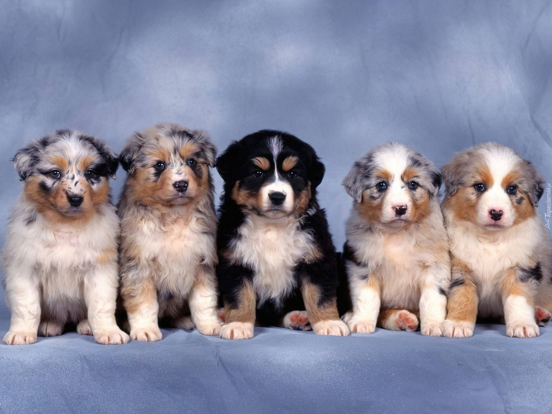 Szczeniaki, Berneński Pies Pasterski, Cztery,  Owczarki australijskie-australian shepherd
