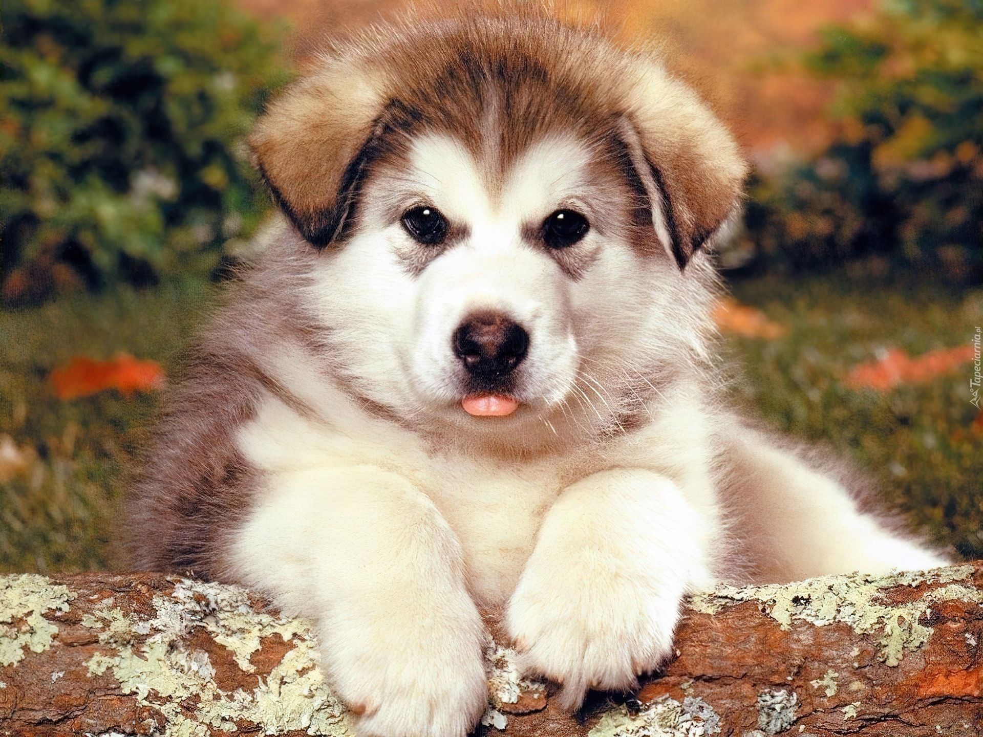 Piesek, Szczeniak, Alaskan Malamute