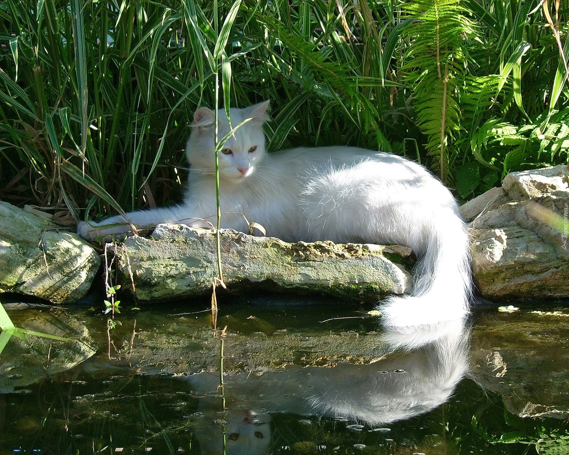 Кошки в озерах. Турецкий Ван кошка. Кошка в воде. Кошка на речке. Кошка около воды.
