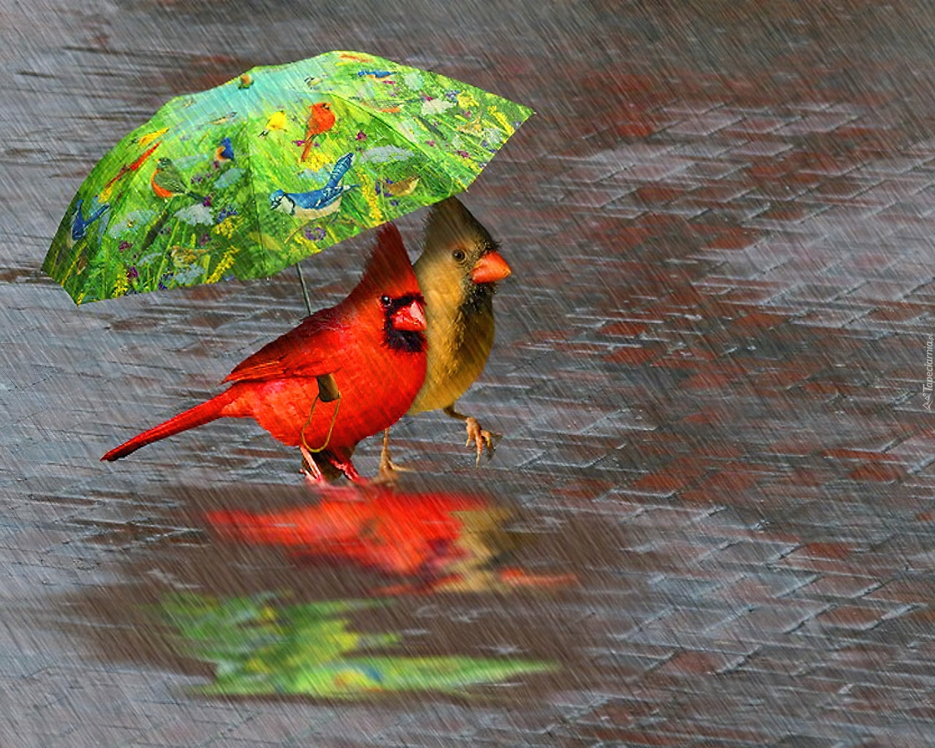 Parasol, Deszcz, Kardynał