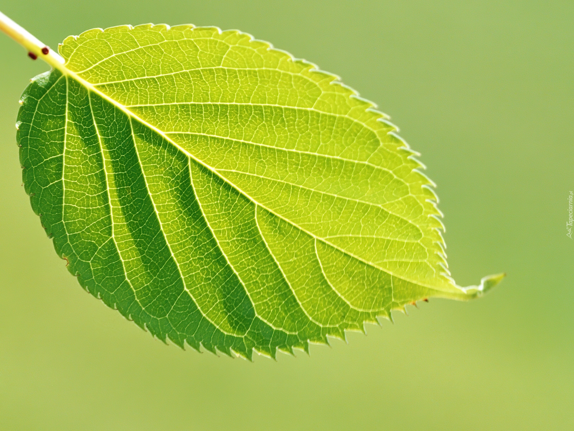 Leaf