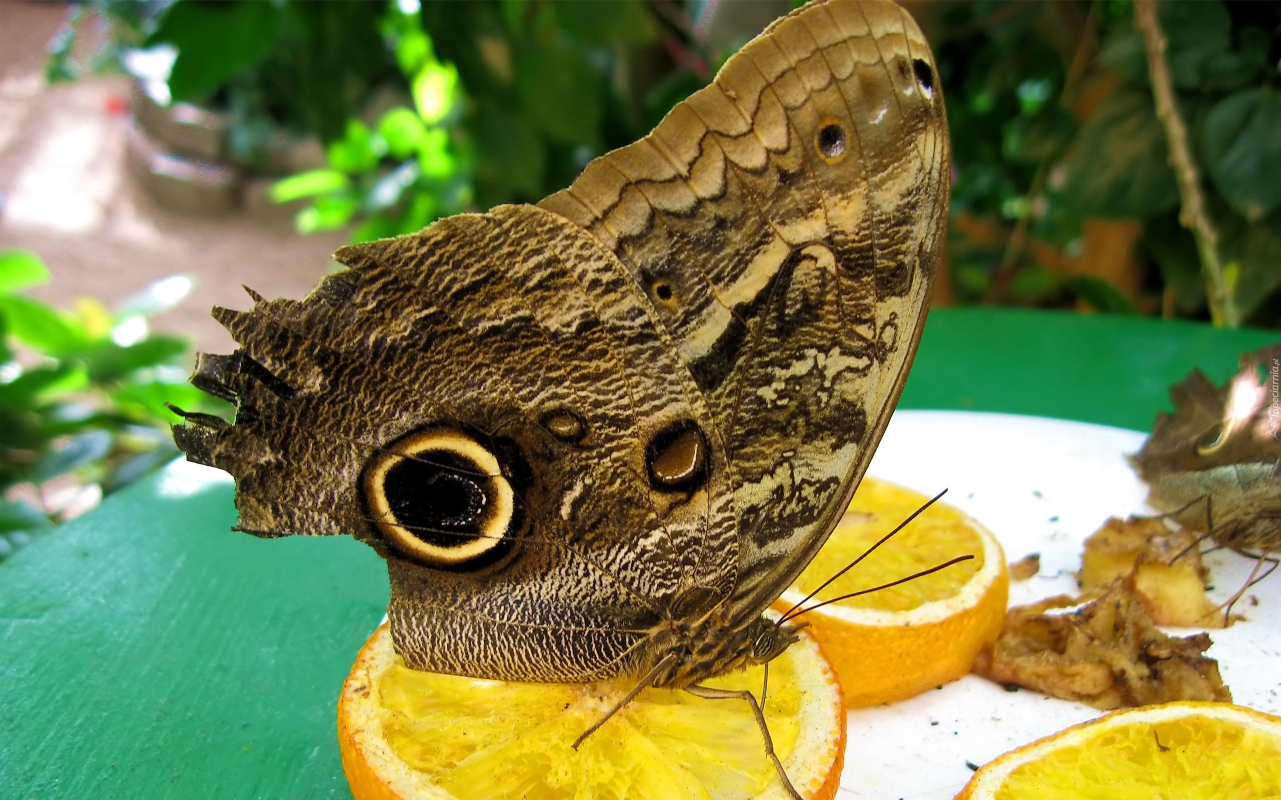 Motyl, Plasterki, Cytryny