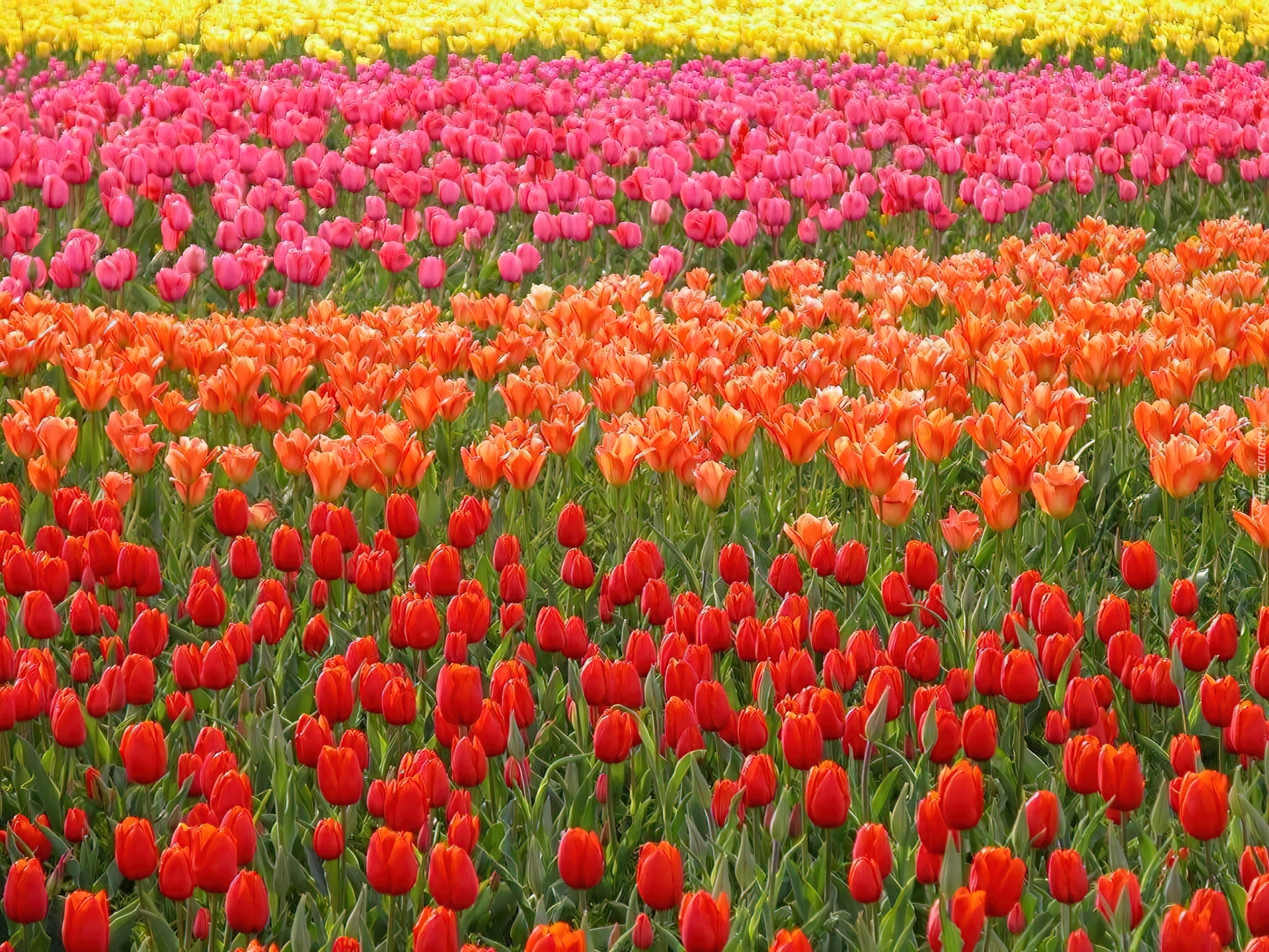 Kolorowe, Rzędy, Tulipanów